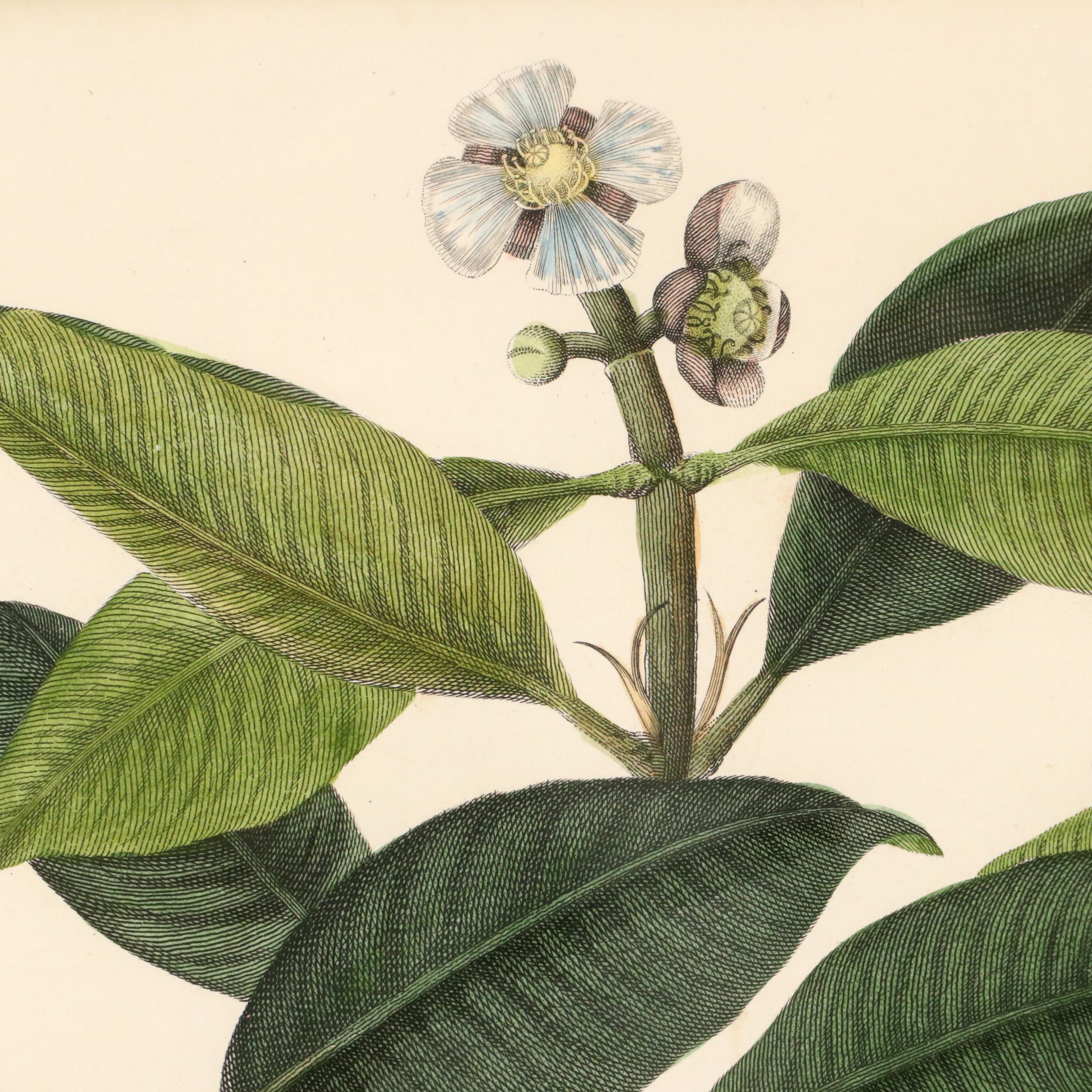 Botanical Hand-Colored Engravings Including "The Ramutan Nephelium Lappaceum"