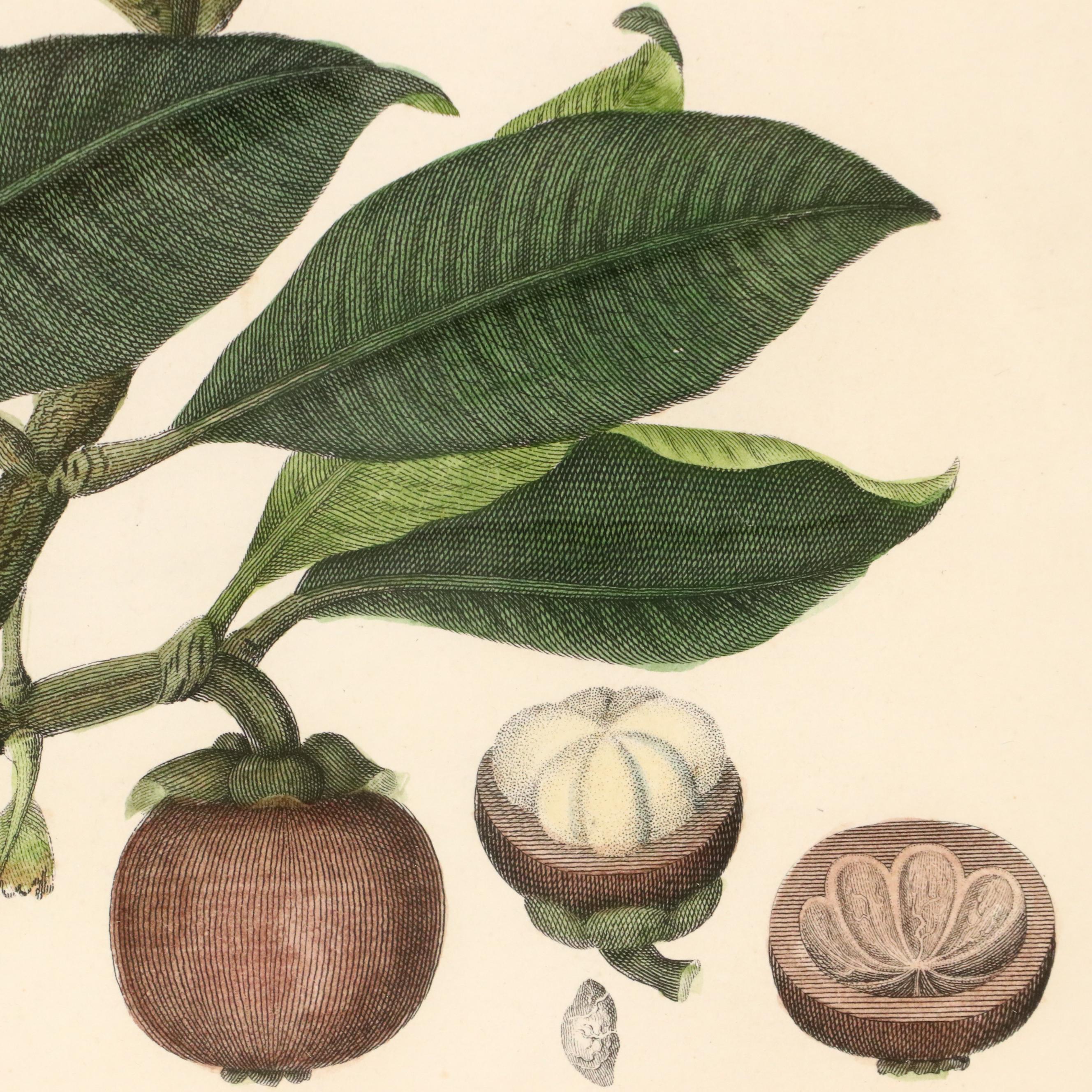 Botanical Hand-Colored Engravings Including "The Ramutan Nephelium Lappaceum"