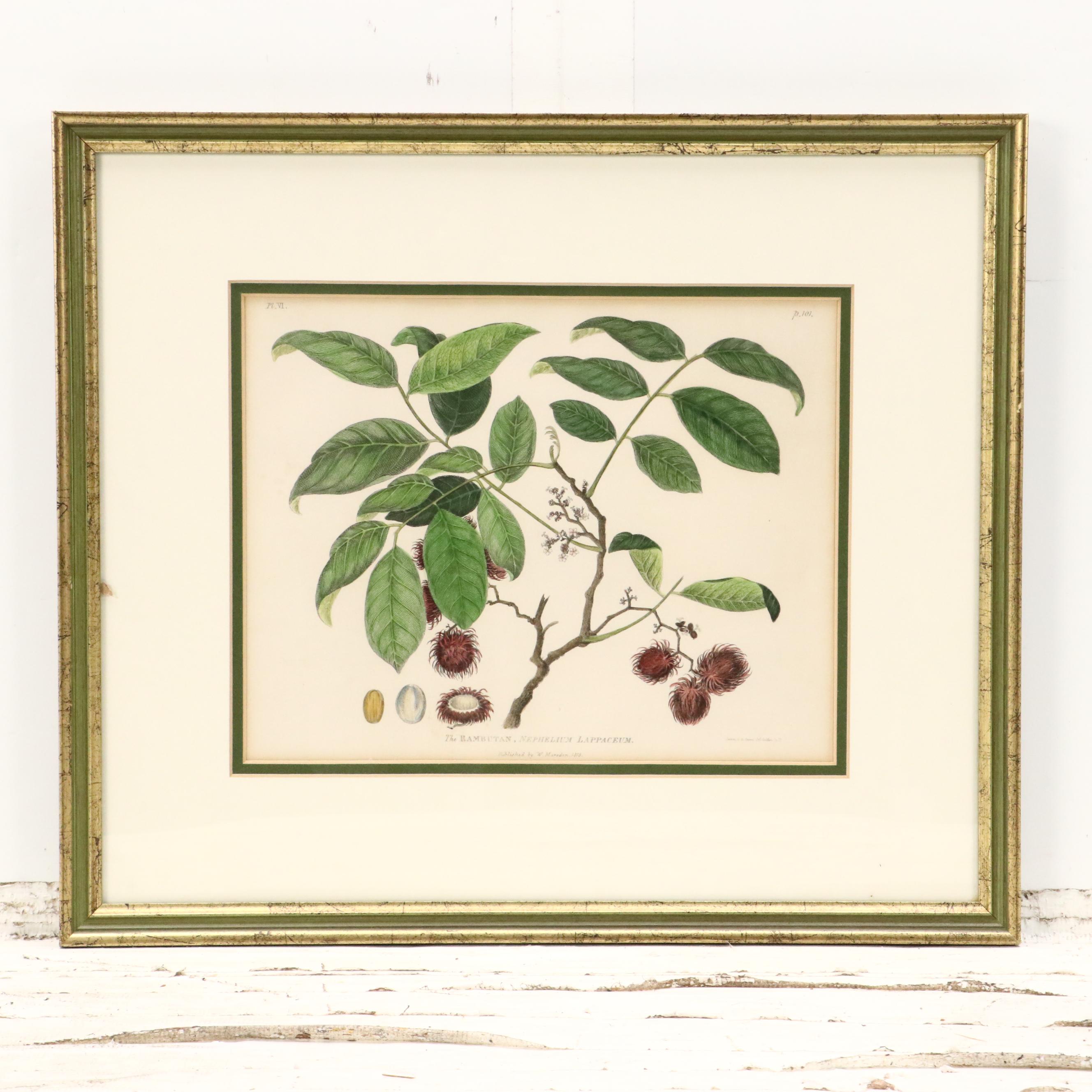 Botanical Hand-Colored Engravings Including "The Ramutan Nephelium Lappaceum"