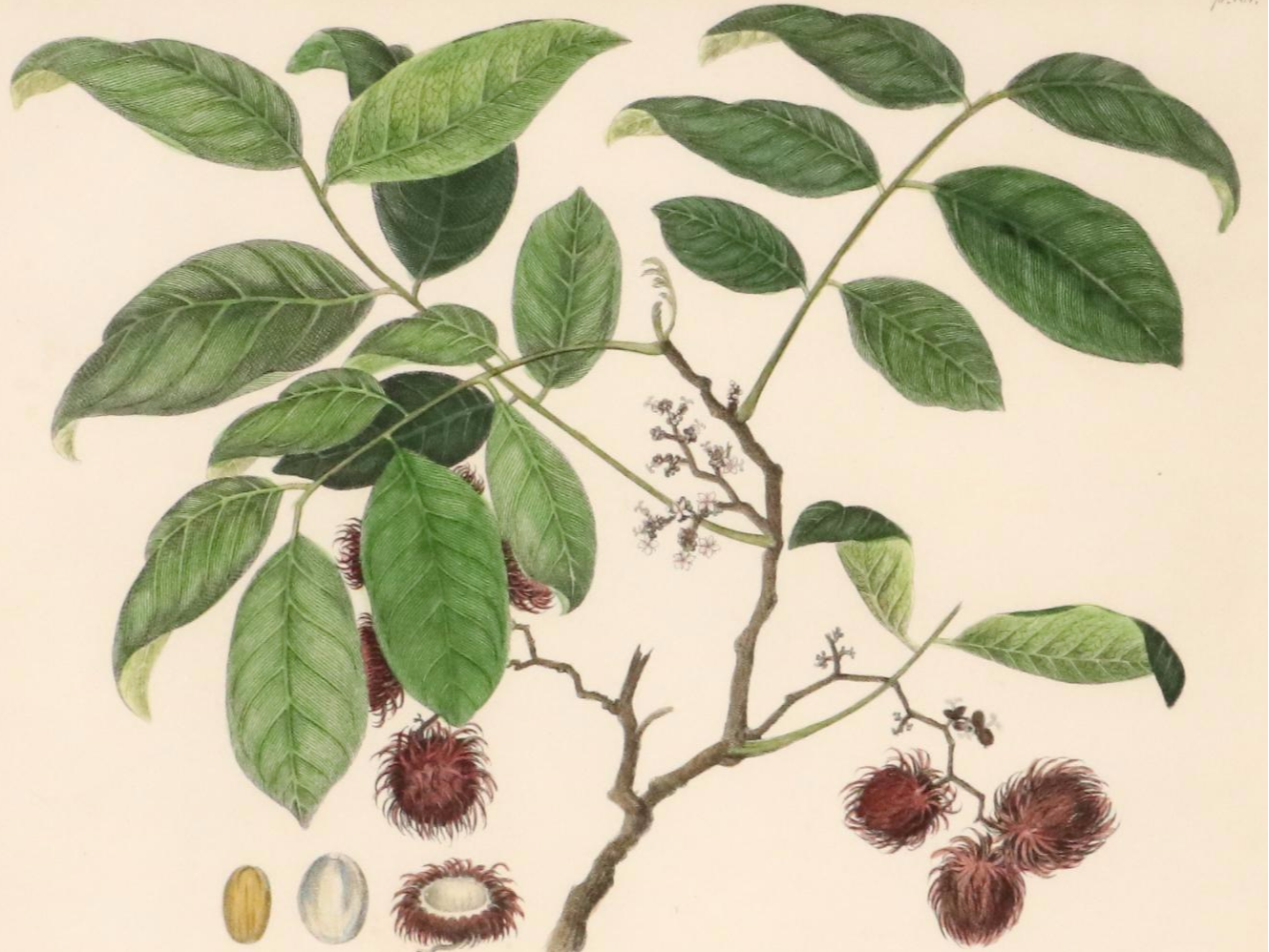 Botanical Hand-Colored Engravings Including "The Ramutan Nephelium Lappaceum"