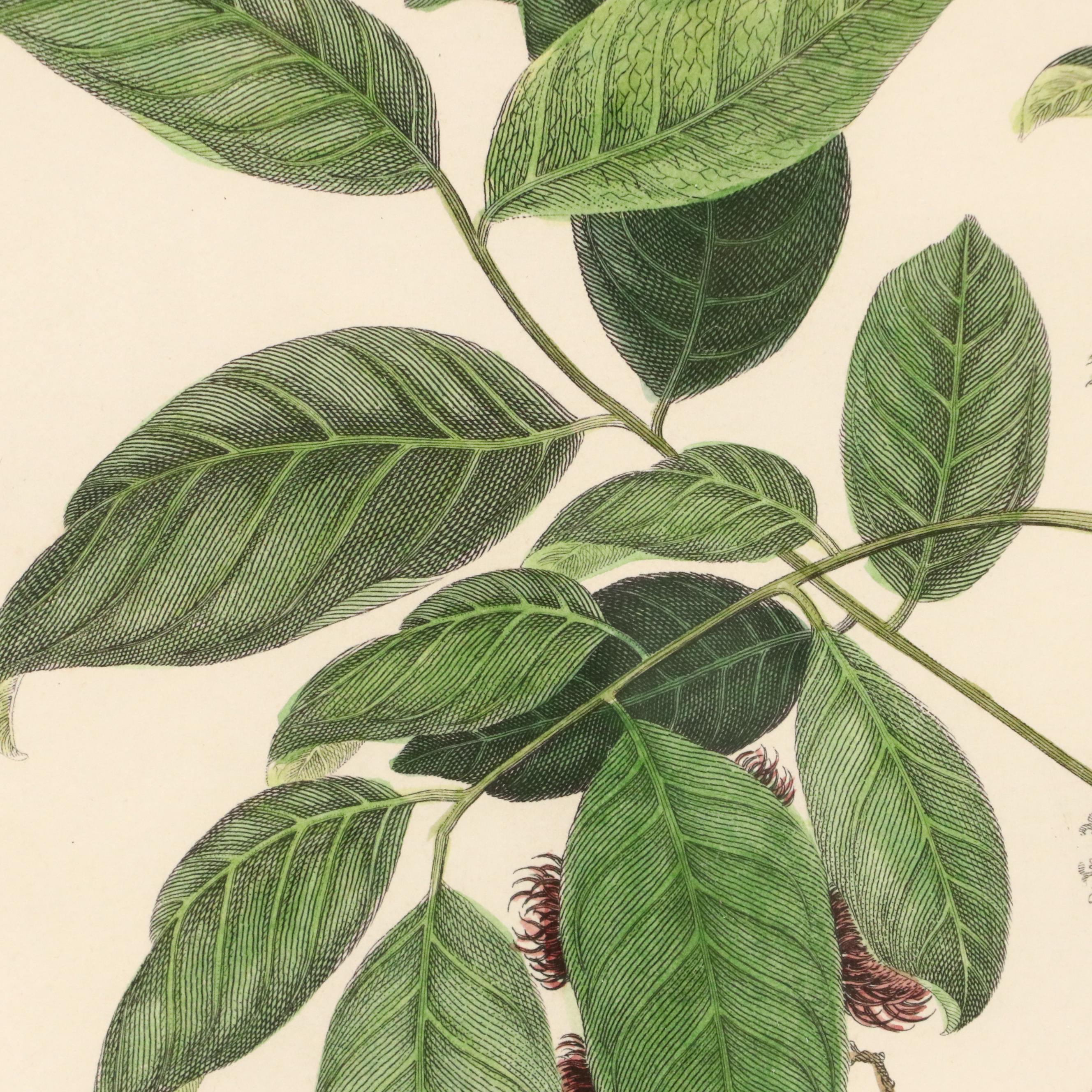 Botanical Hand-Colored Engravings Including "The Ramutan Nephelium Lappaceum"