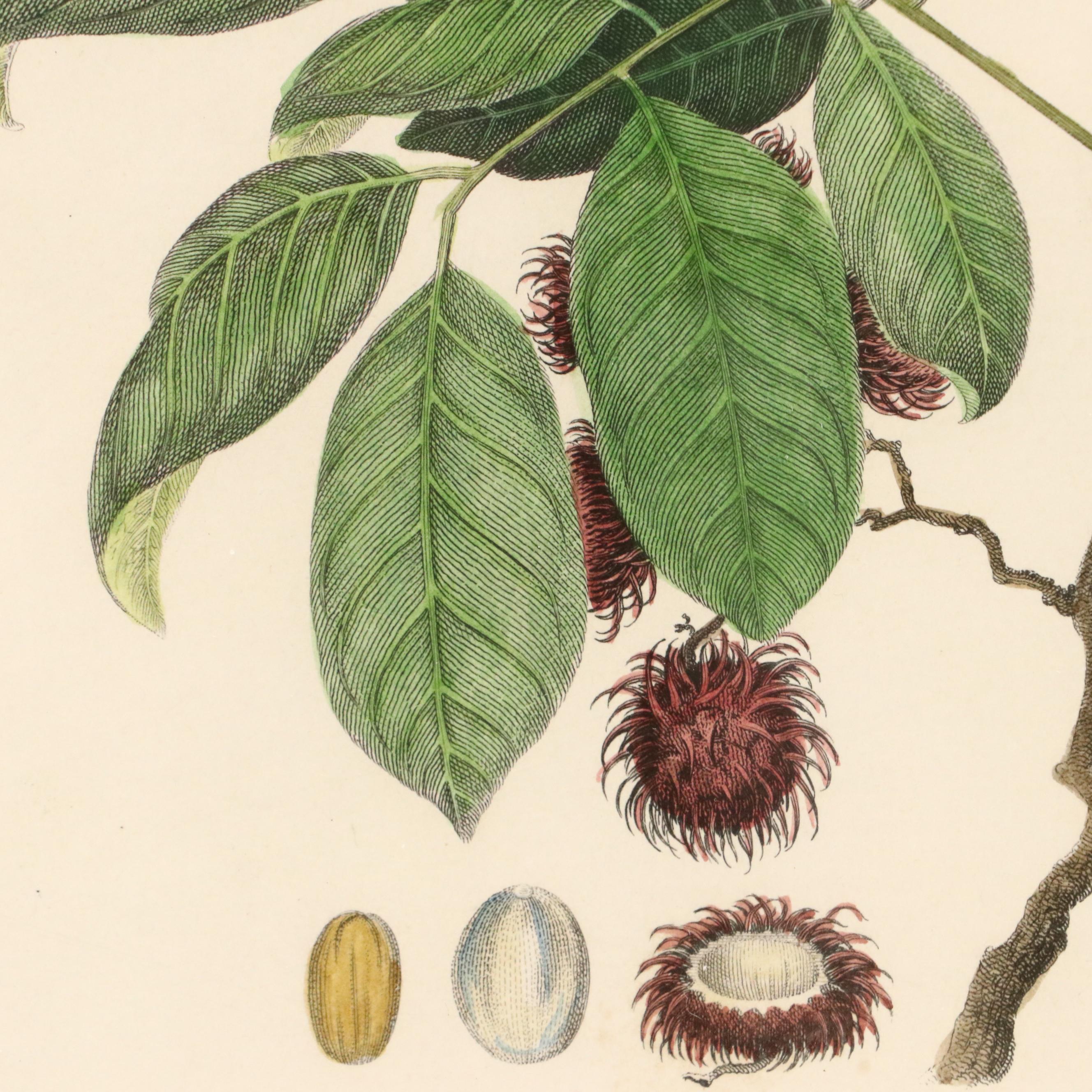 Botanical Hand-Colored Engravings Including "The Ramutan Nephelium Lappaceum"