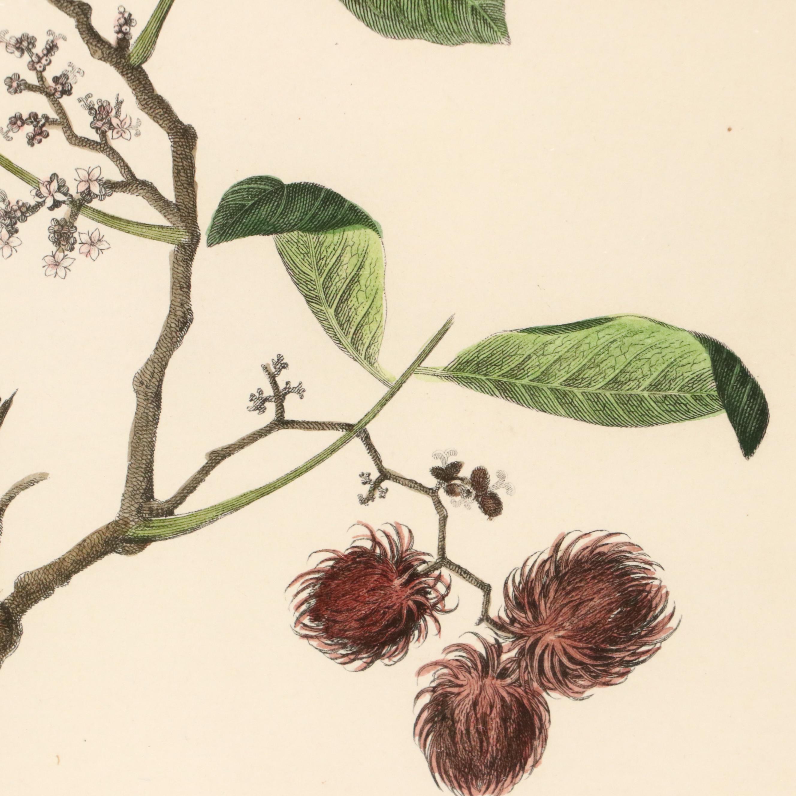 Botanical Hand-Colored Engravings Including "The Ramutan Nephelium Lappaceum"