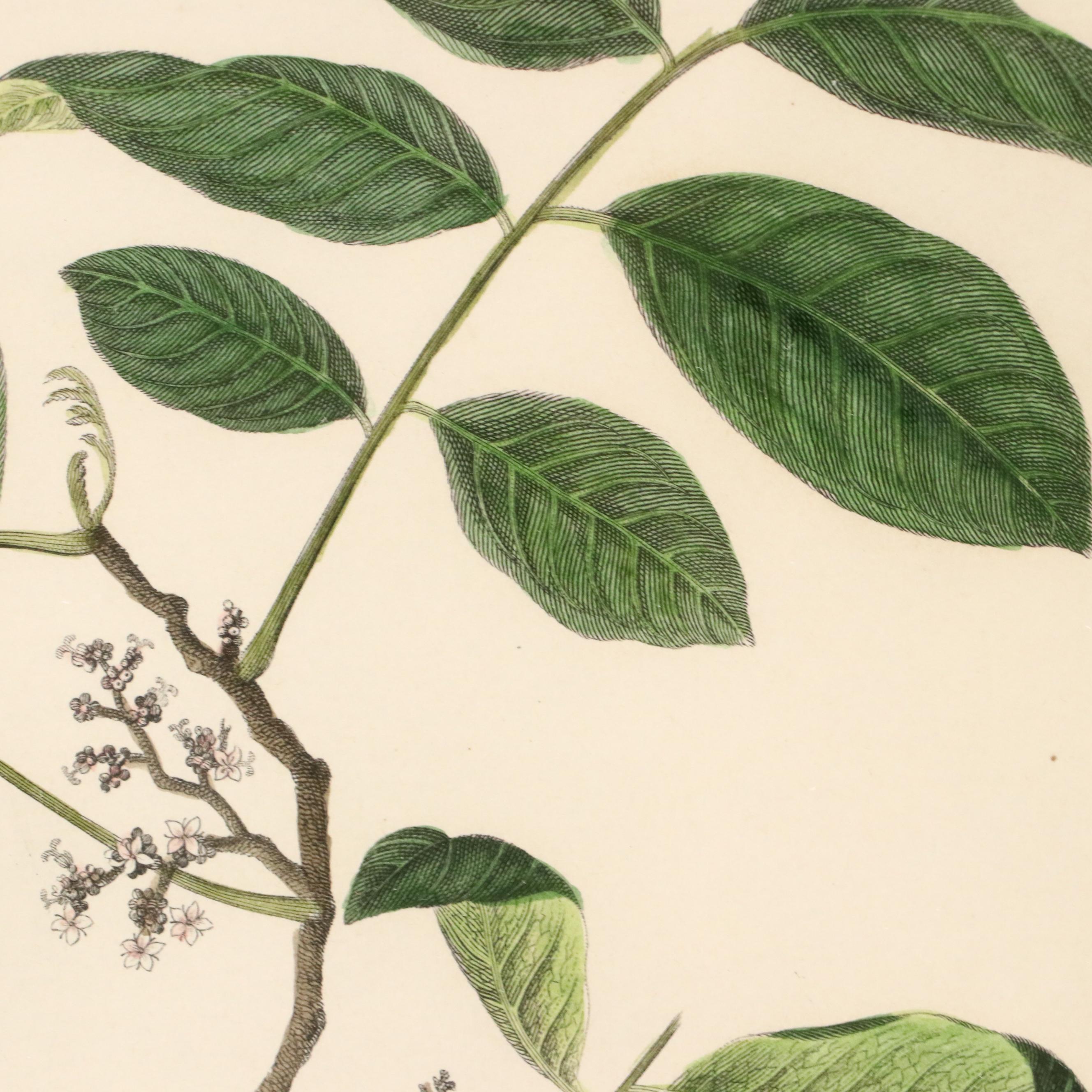 Botanical Hand-Colored Engravings Including "The Ramutan Nephelium Lappaceum"