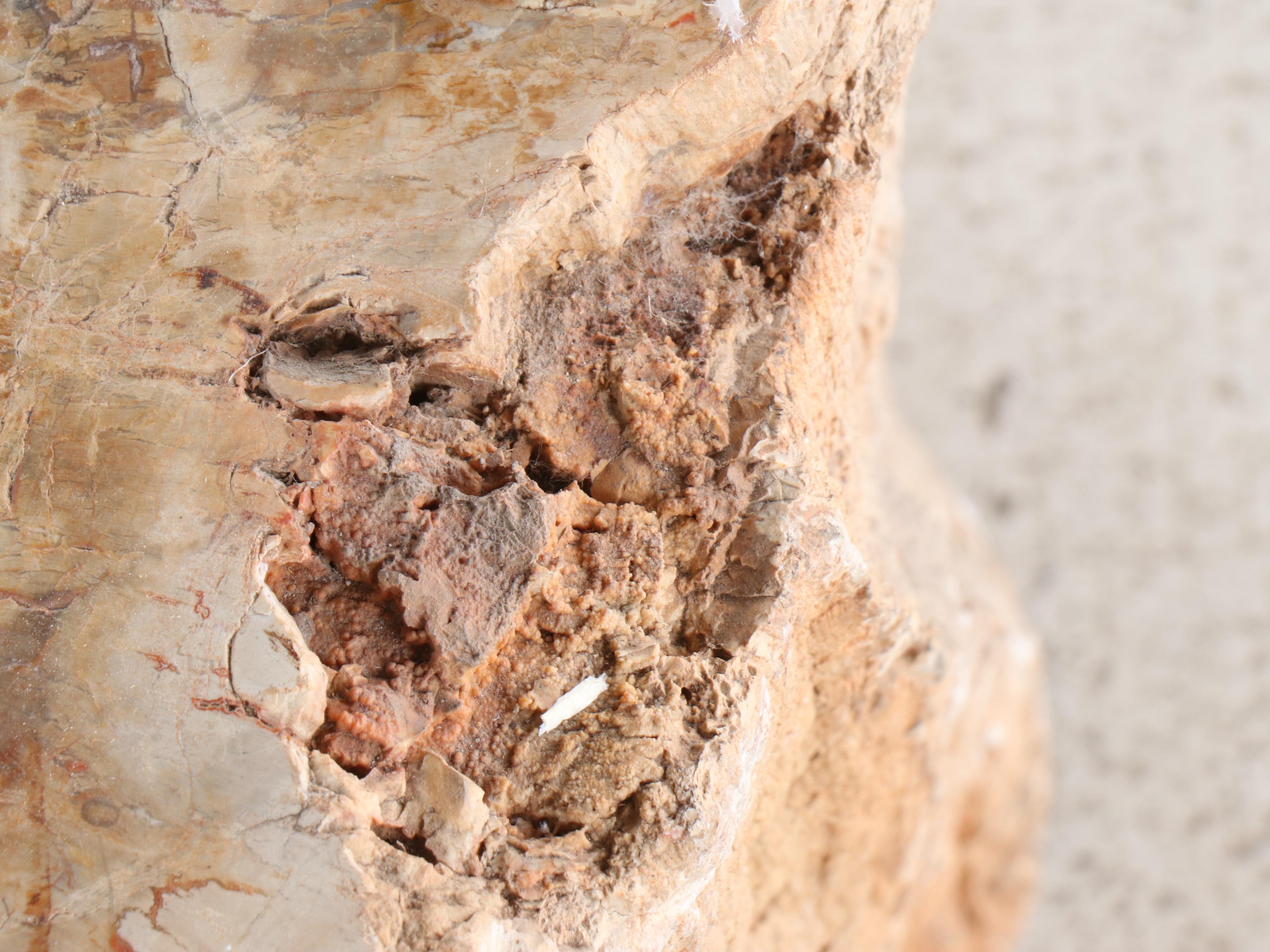 Petrified Wood Stool