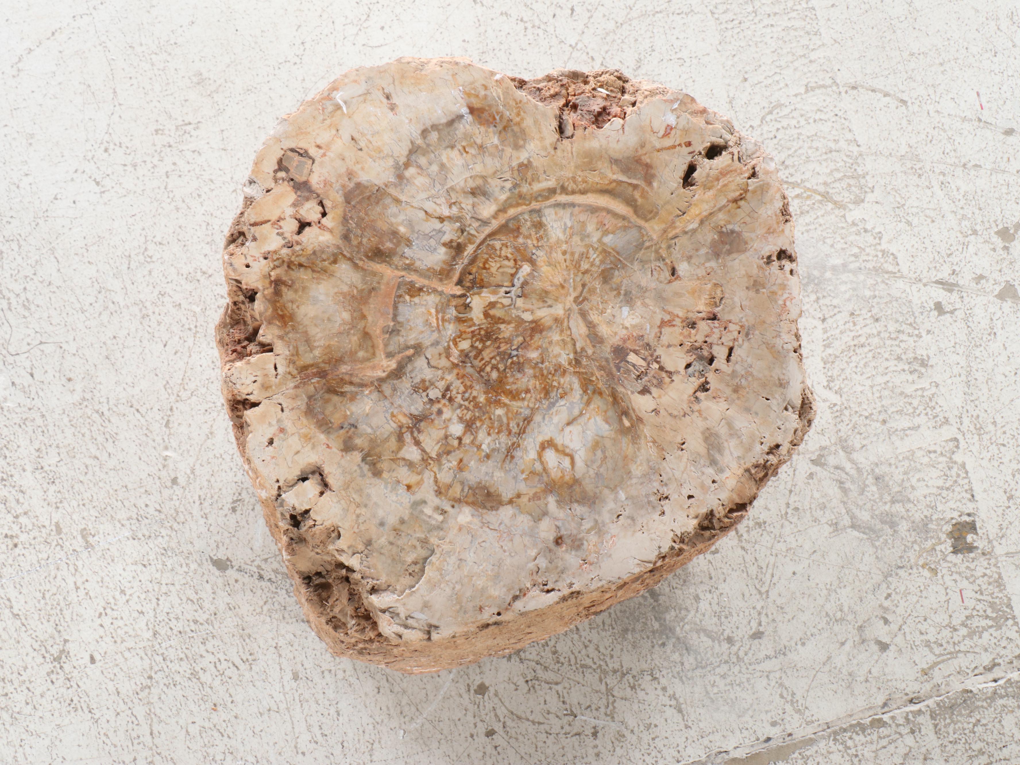 Petrified Wood Stool