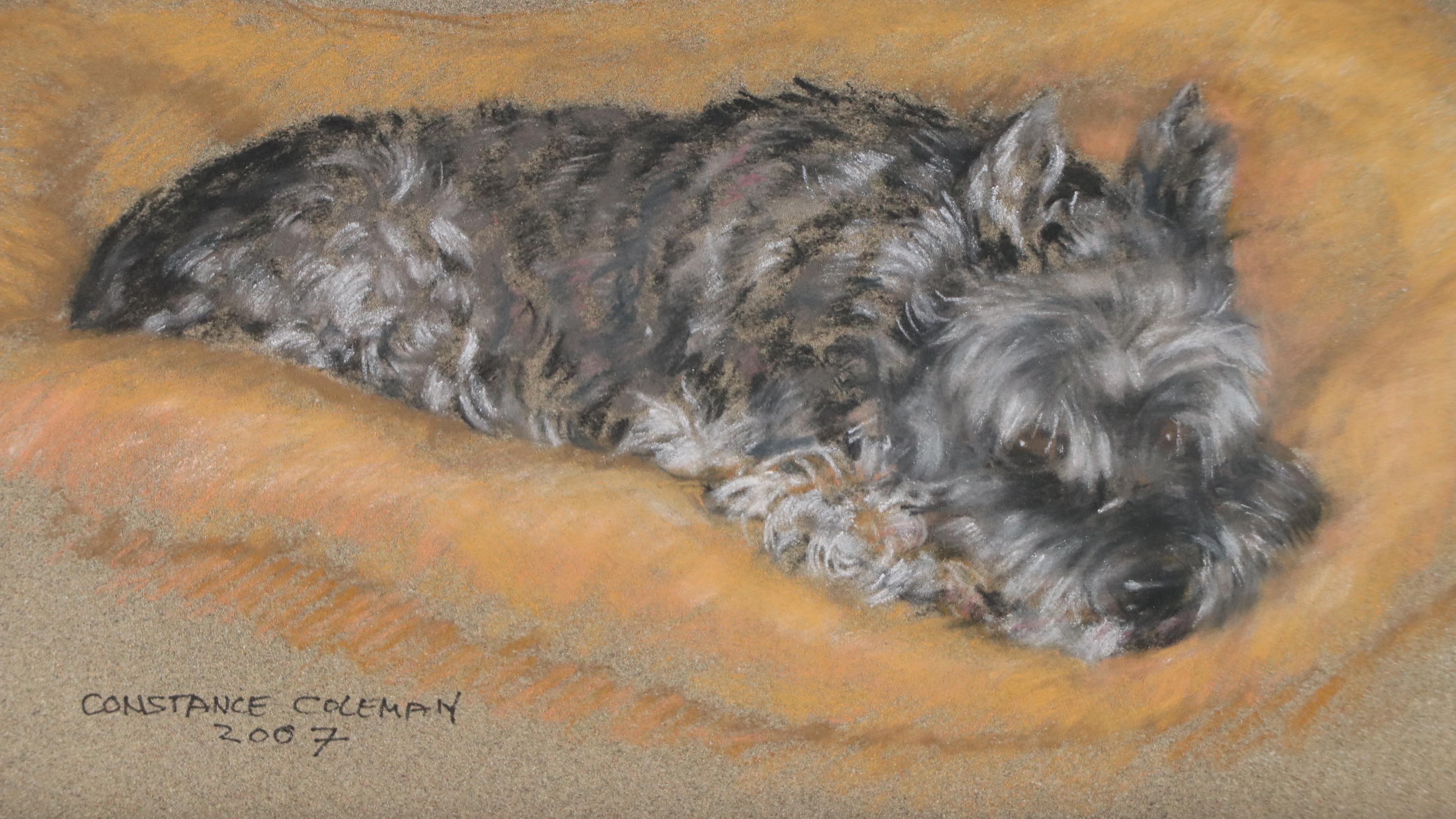Constance Coleman Pastel Drawing of Sleepy Scottish Terrier, 2007