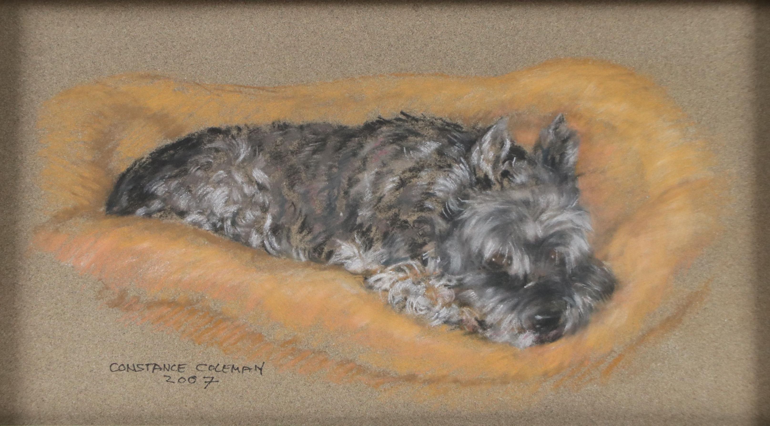 Constance Coleman Pastel Drawing of Sleepy Scottish Terrier, 2007
