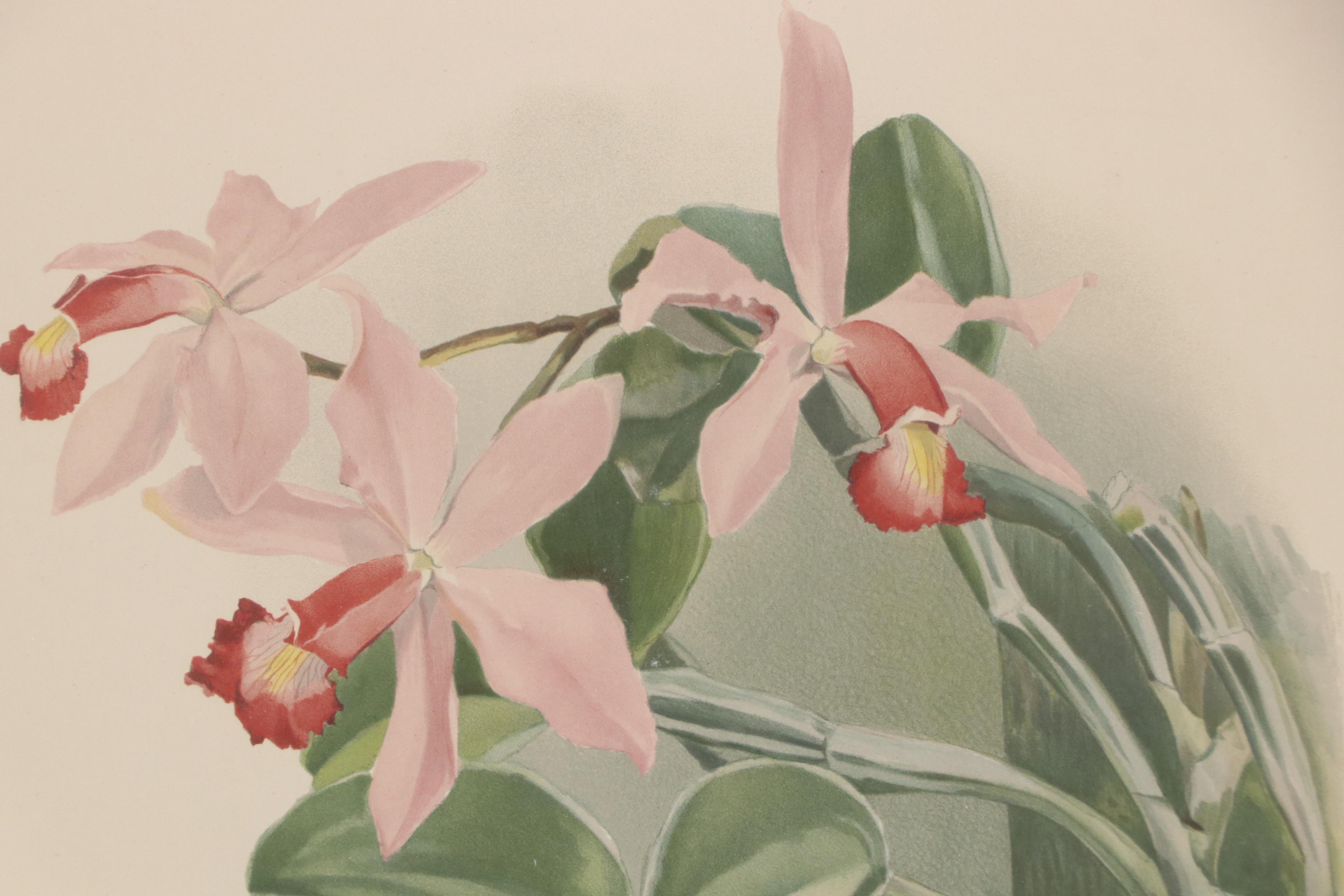 After Henry Moon Offset Lithograph "Cattleya Superba Splendens," c. 1886