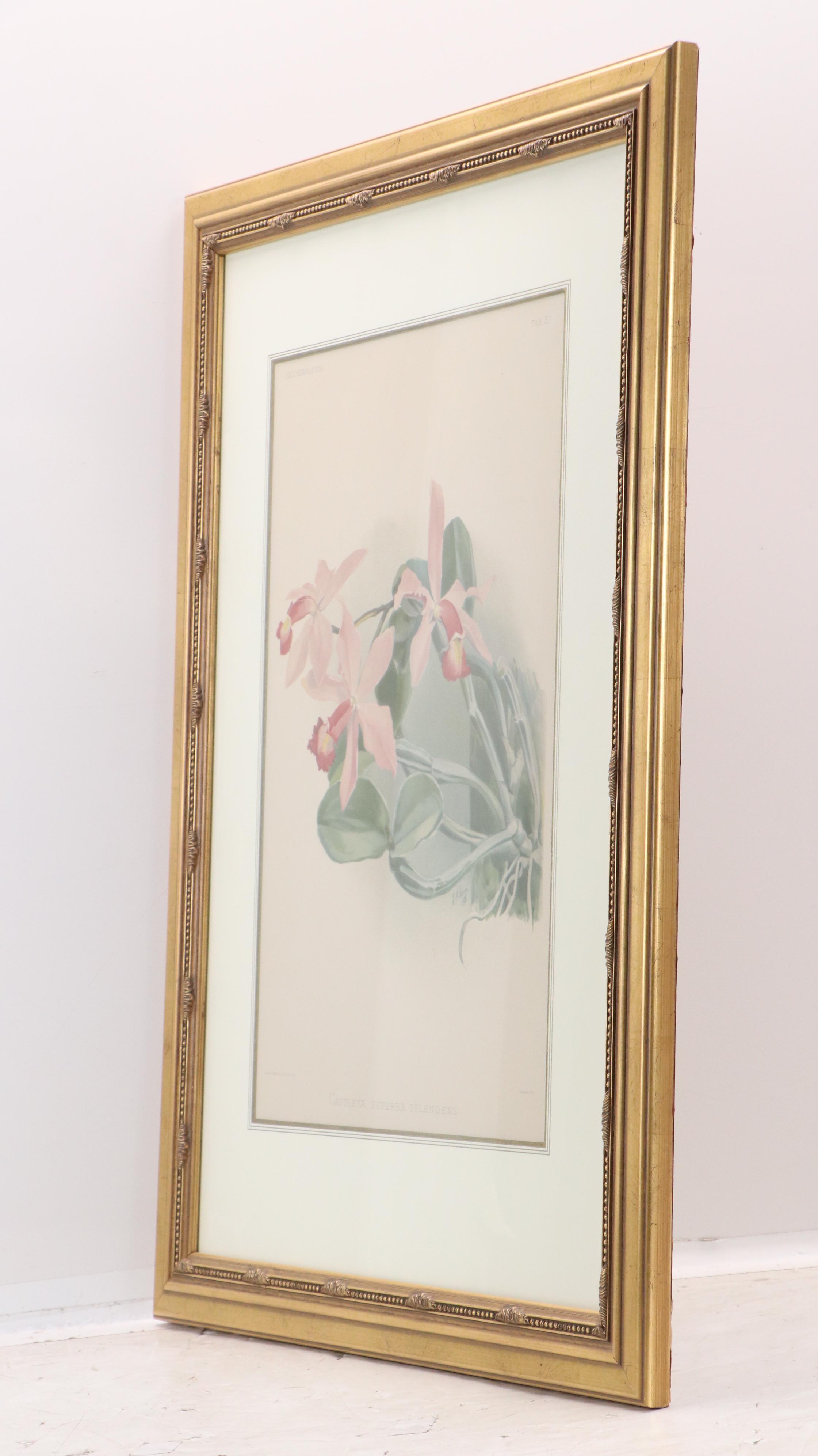 After Henry Moon Offset Lithograph "Cattleya Superba Splendens," c. 1886