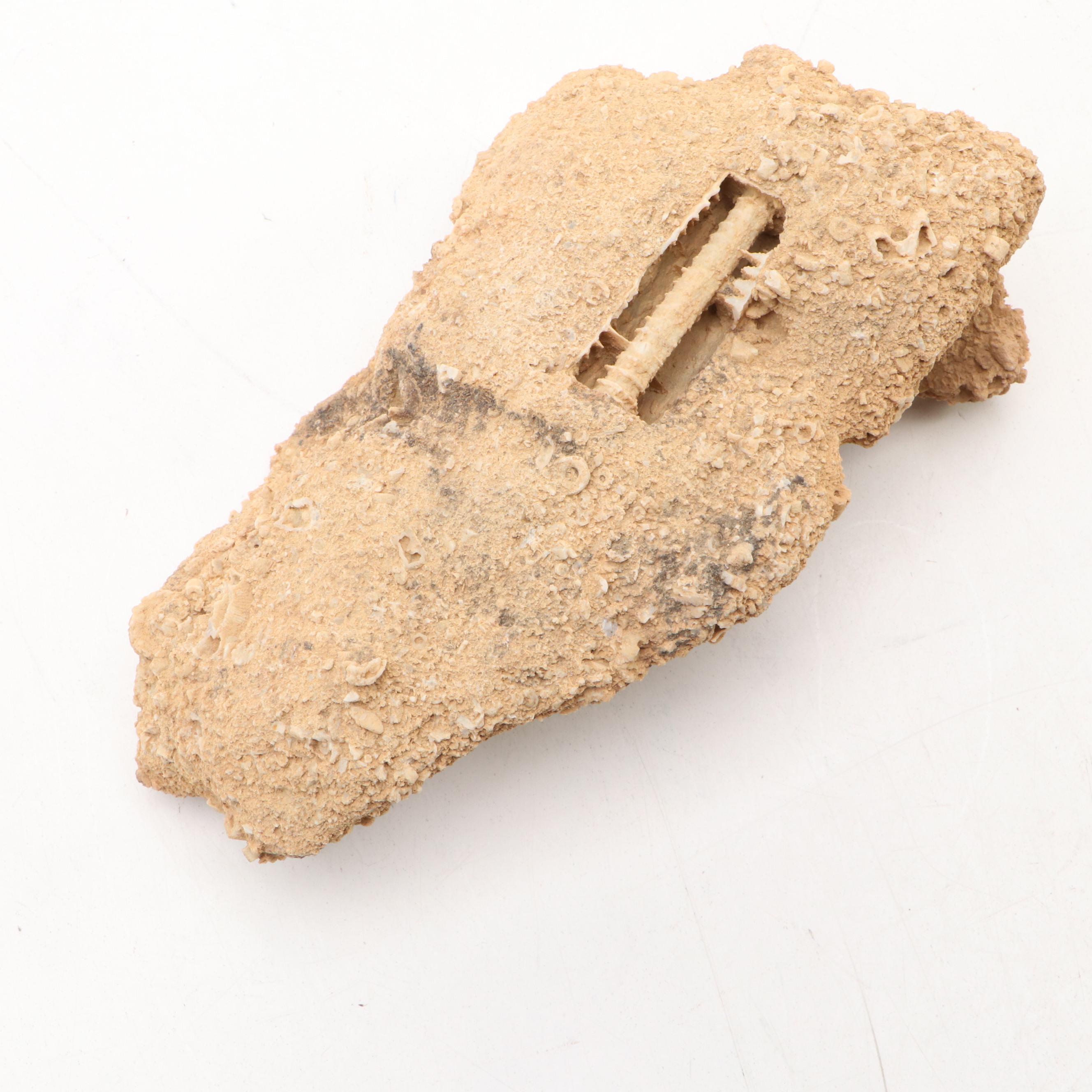 Ancient Coral, Petrified Wood and More Fossils and Minerals