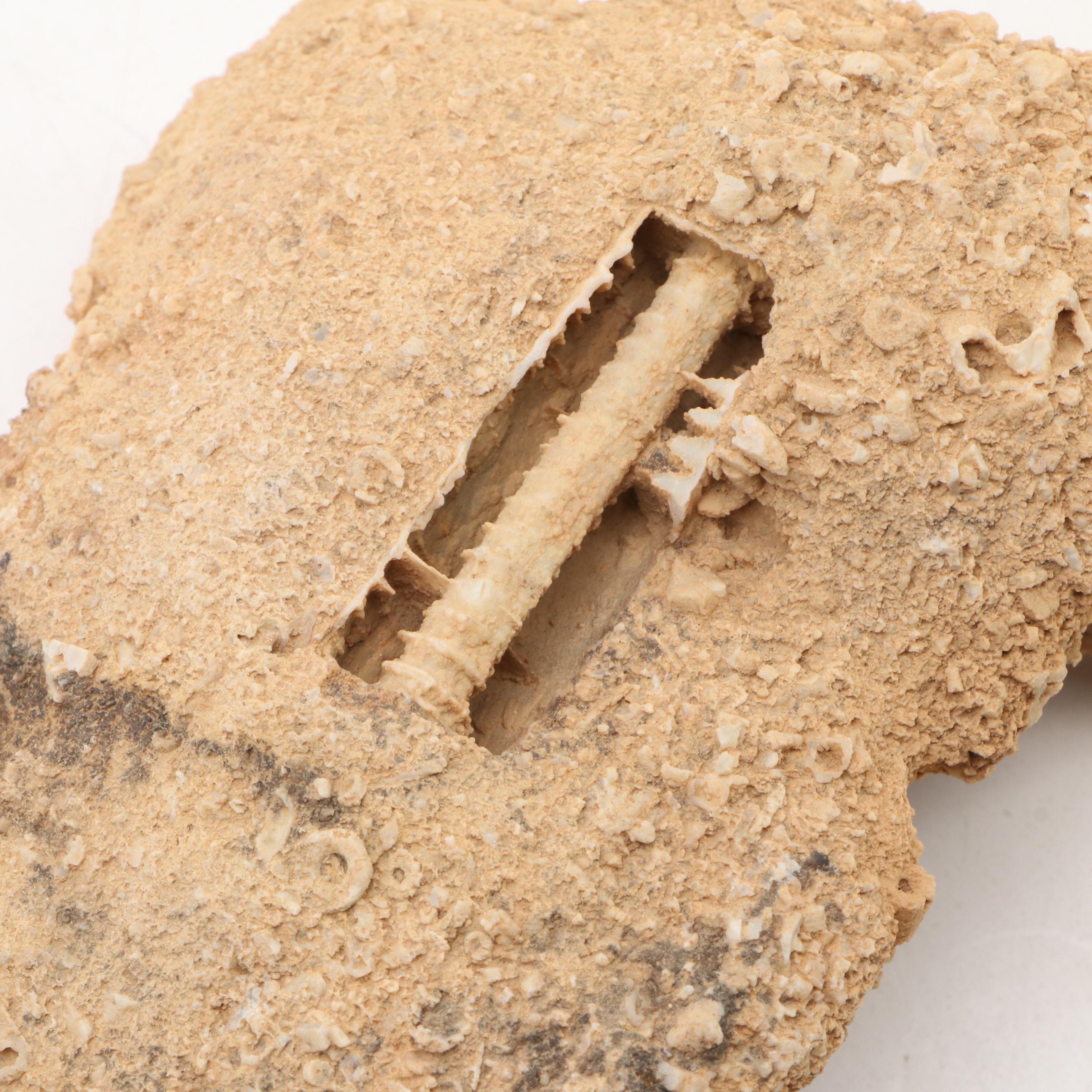 Ancient Coral, Petrified Wood and More Fossils and Minerals