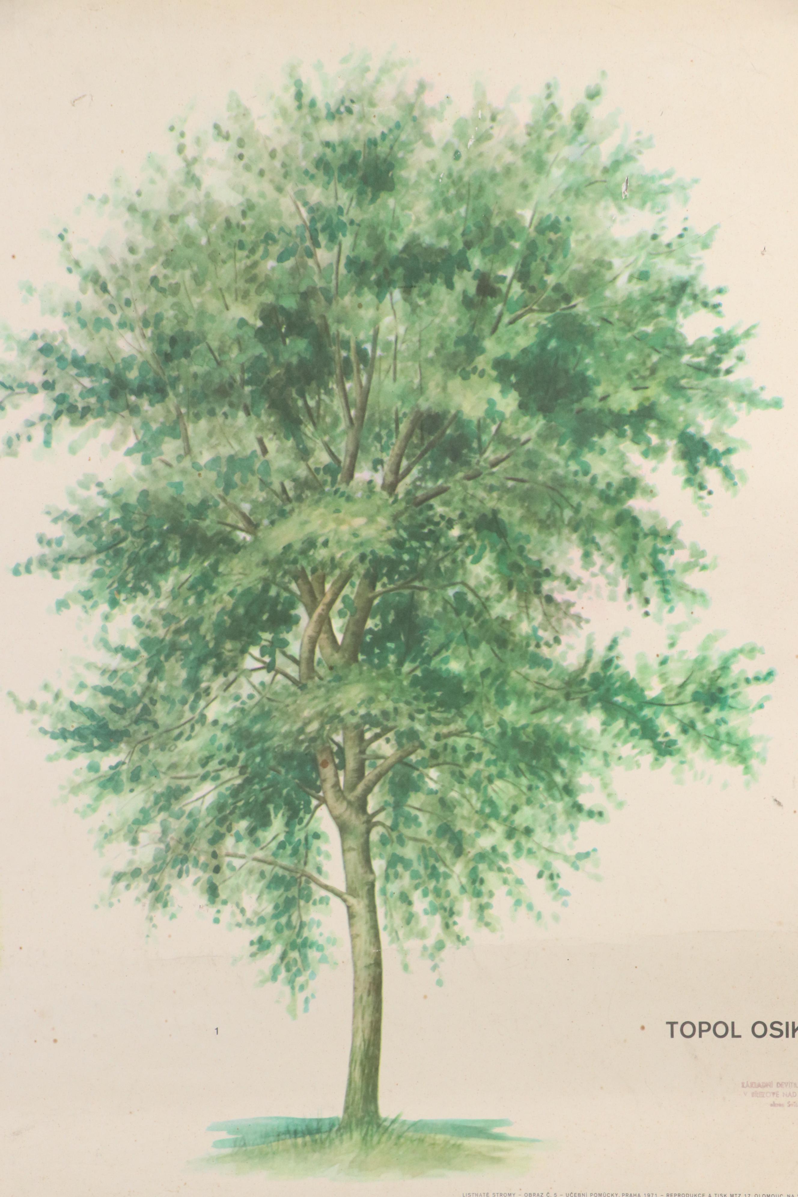 Czech Offset Lithograph Educational Poster "Topol osika," 1971