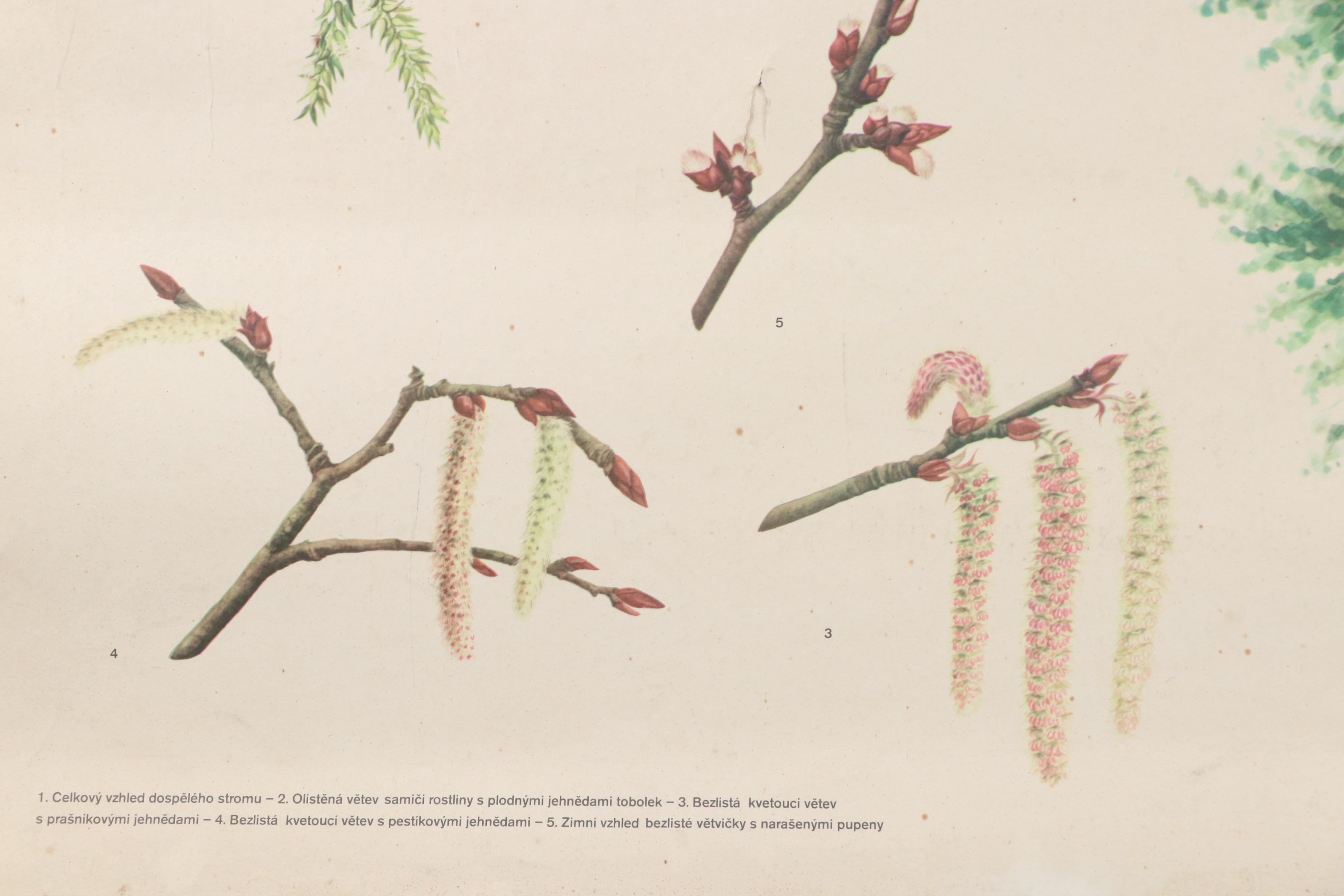 Czech Offset Lithograph Educational Poster "Topol osika," 1971