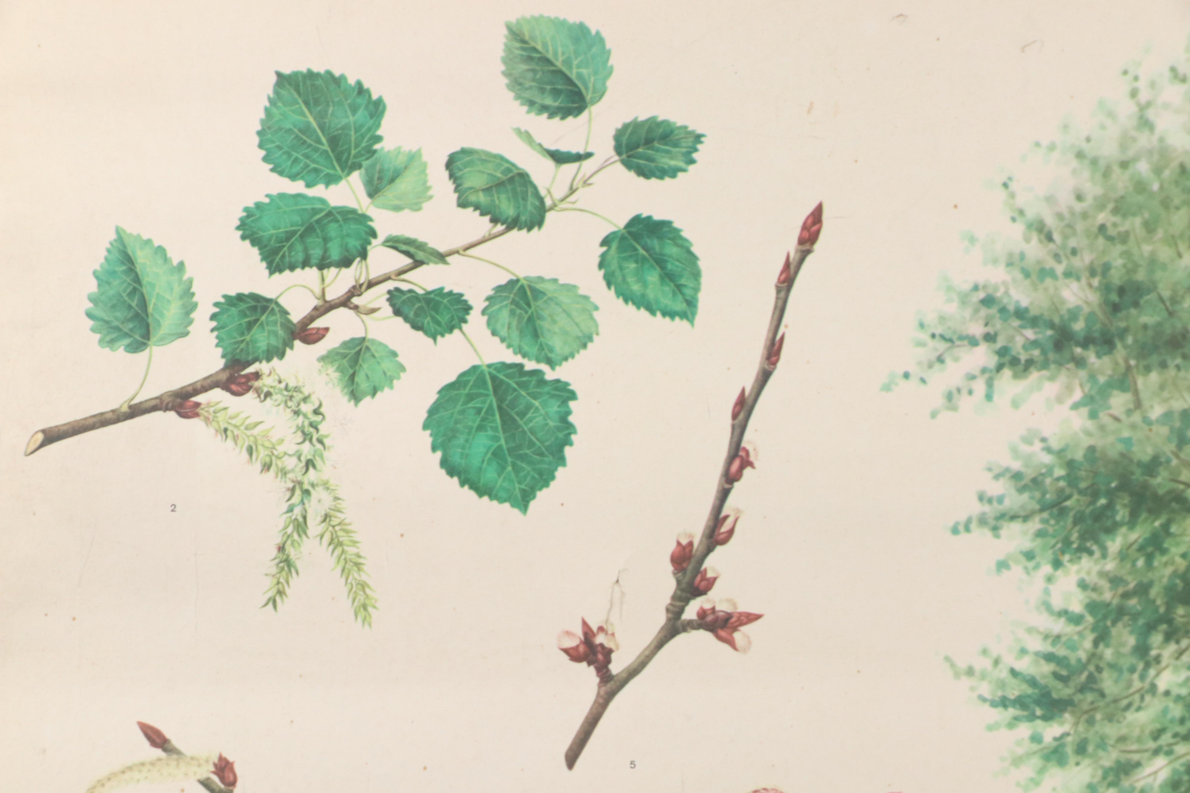 Czech Offset Lithograph Educational Poster "Topol osika," 1971