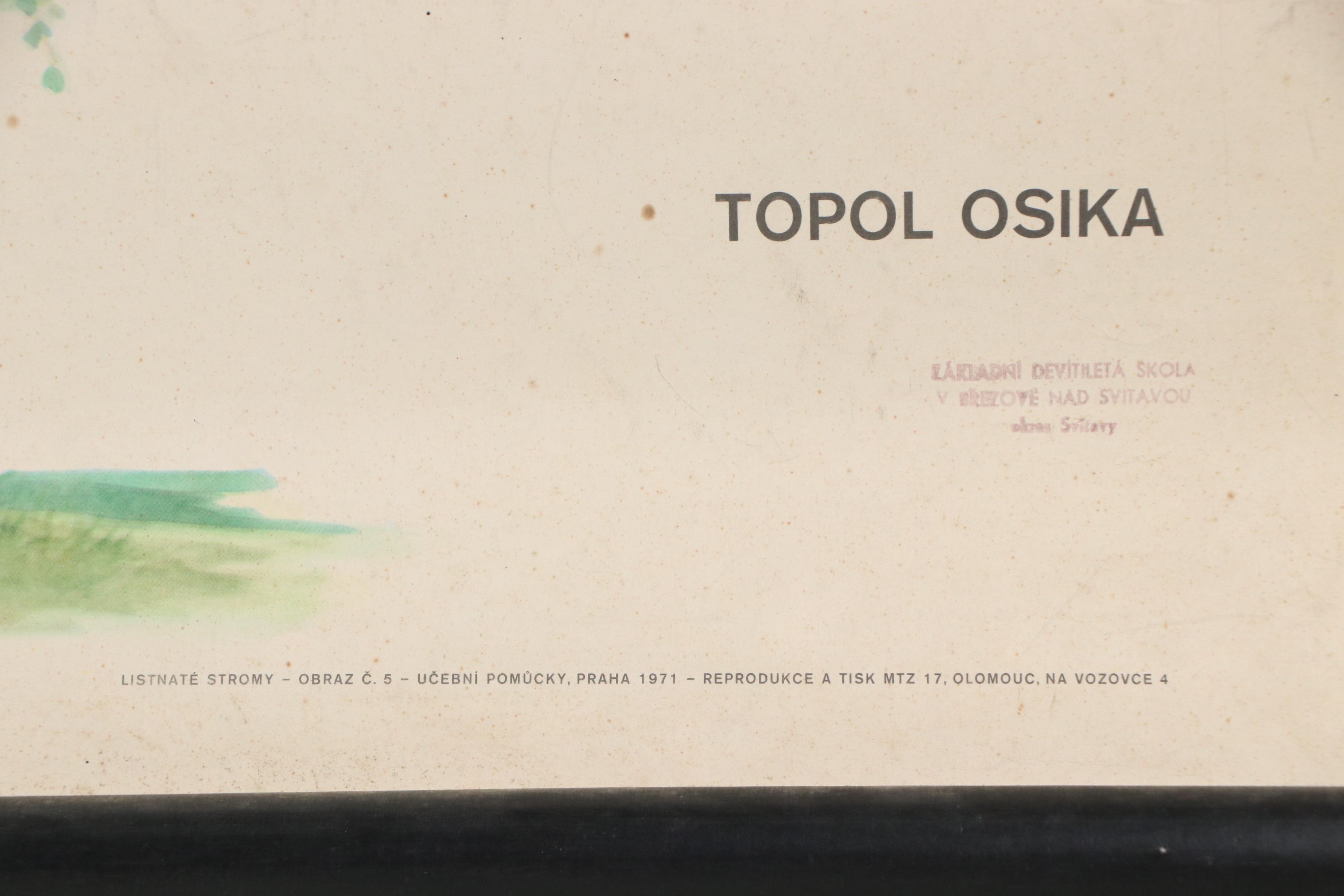 Czech Offset Lithograph Educational Poster "Topol osika," 1971