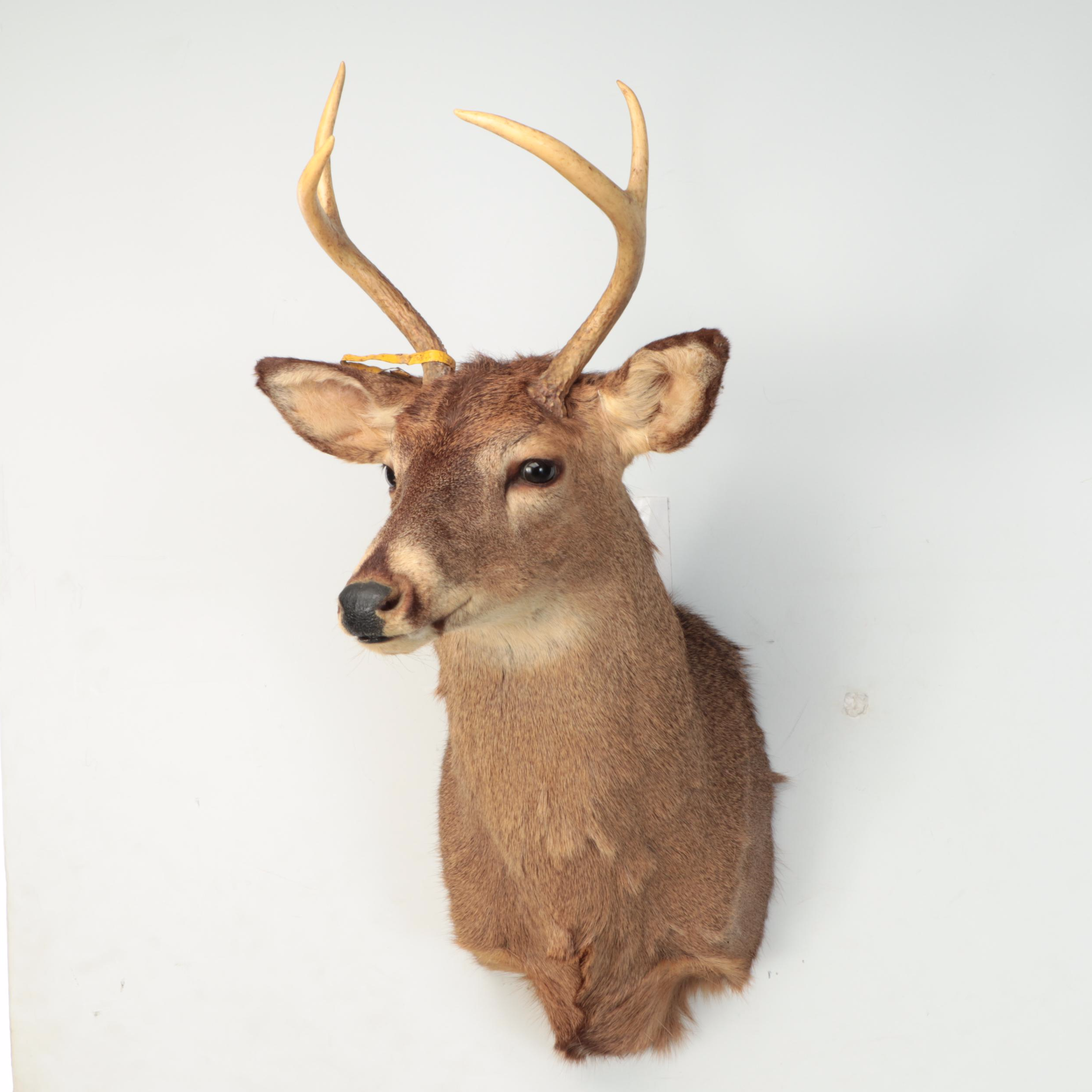 Taxidermy White-Tailed Deer Shoulder Mount