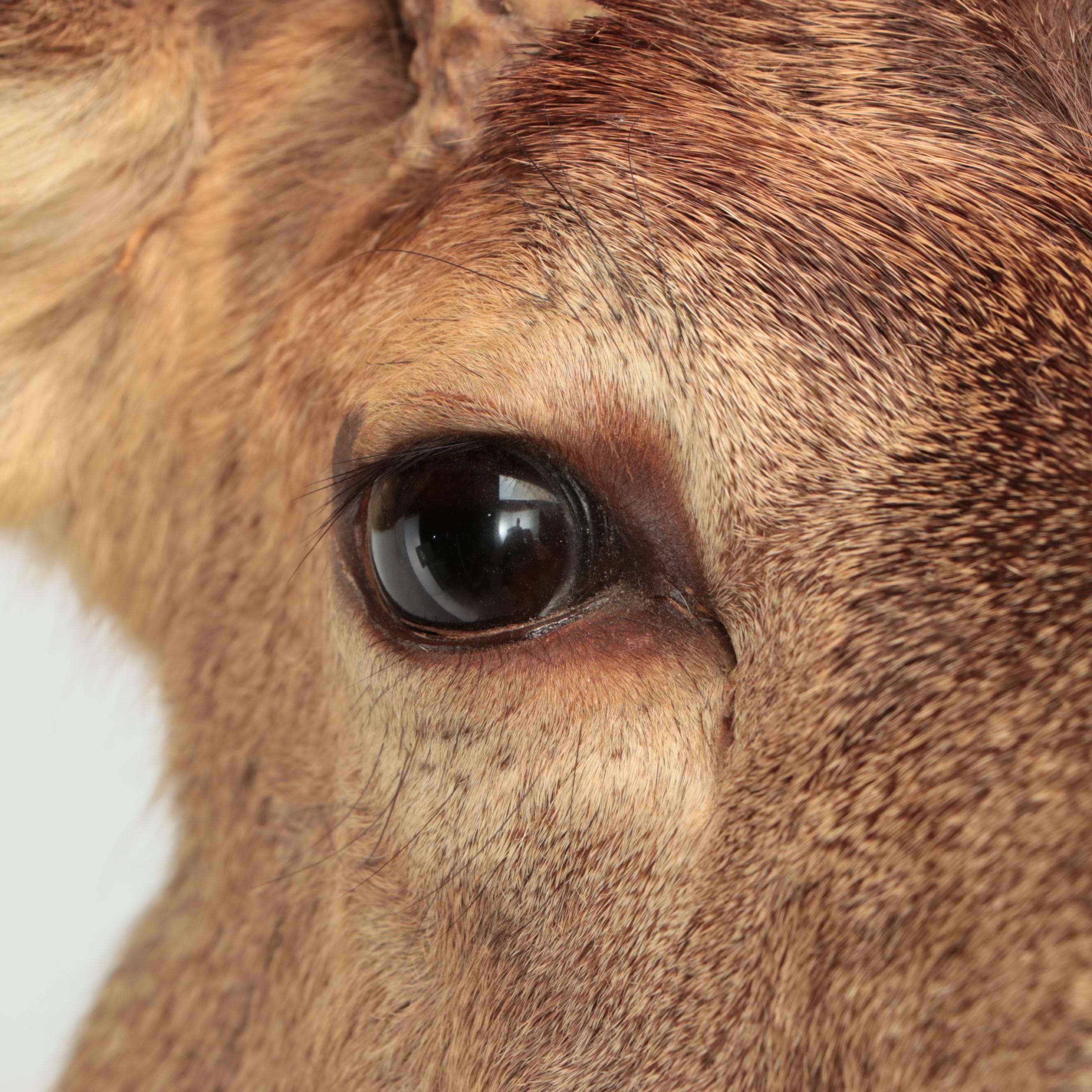 Taxidermy White-Tailed Deer Shoulder Mount