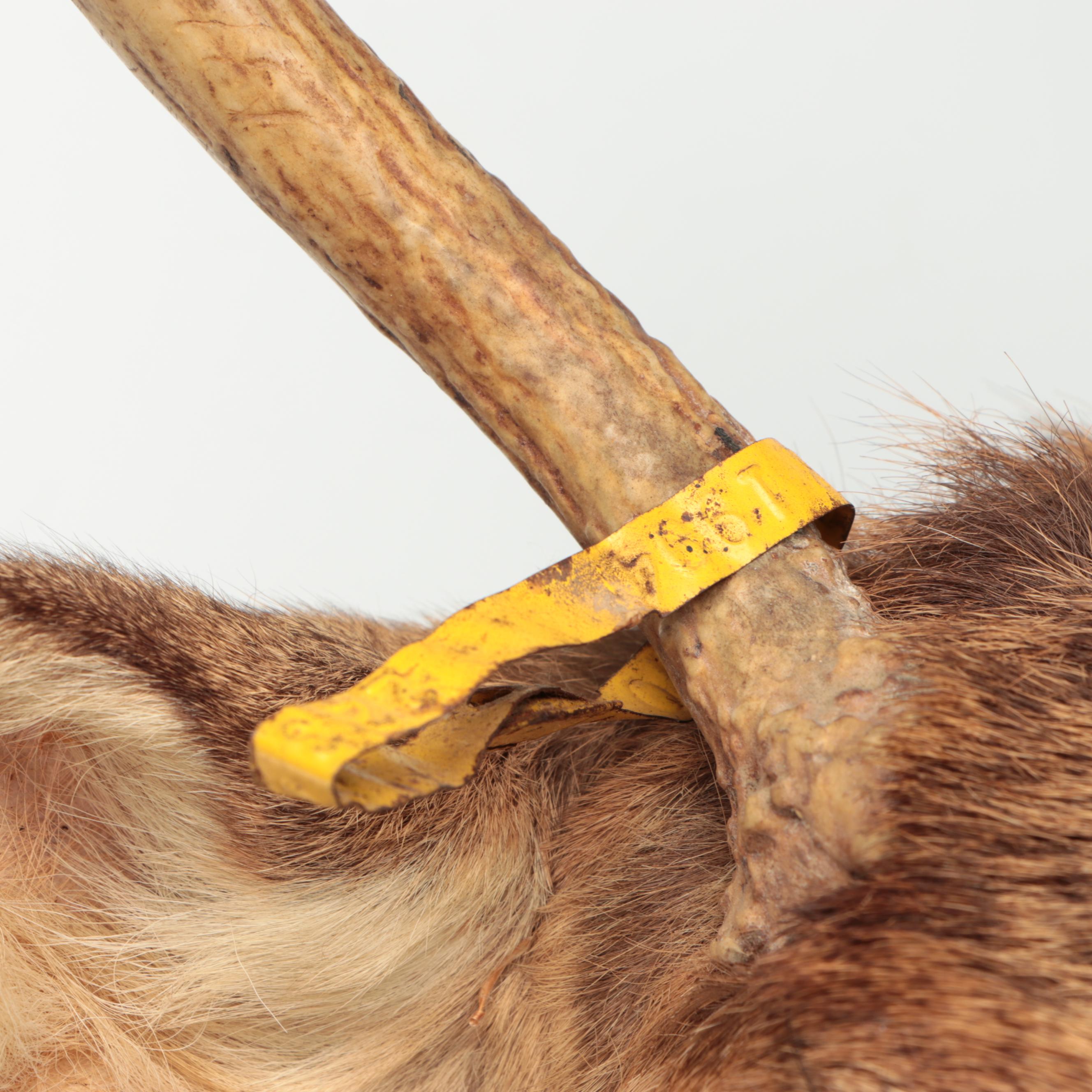 Taxidermy White-Tailed Deer Shoulder Mount