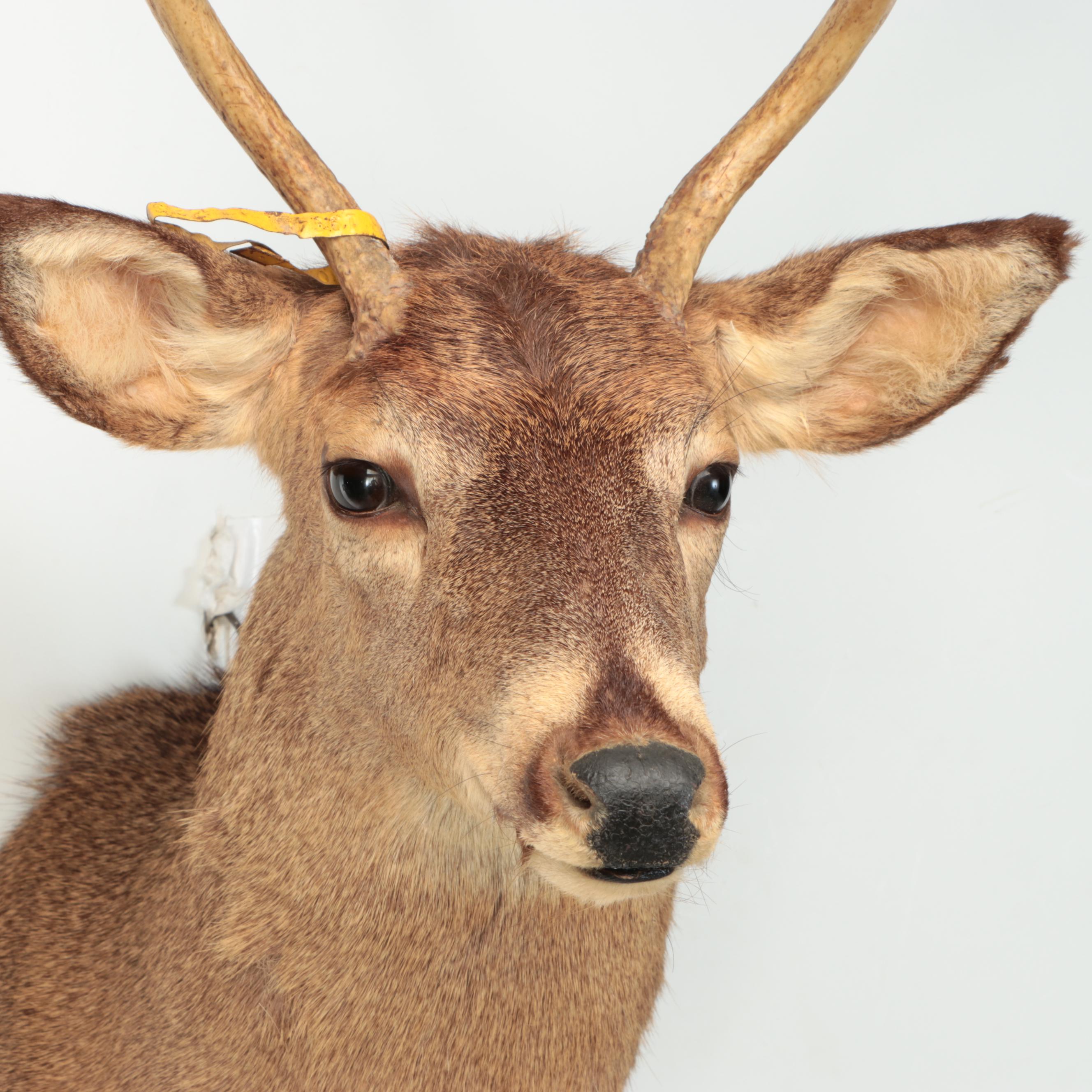 Taxidermy White-Tailed Deer Shoulder Mount