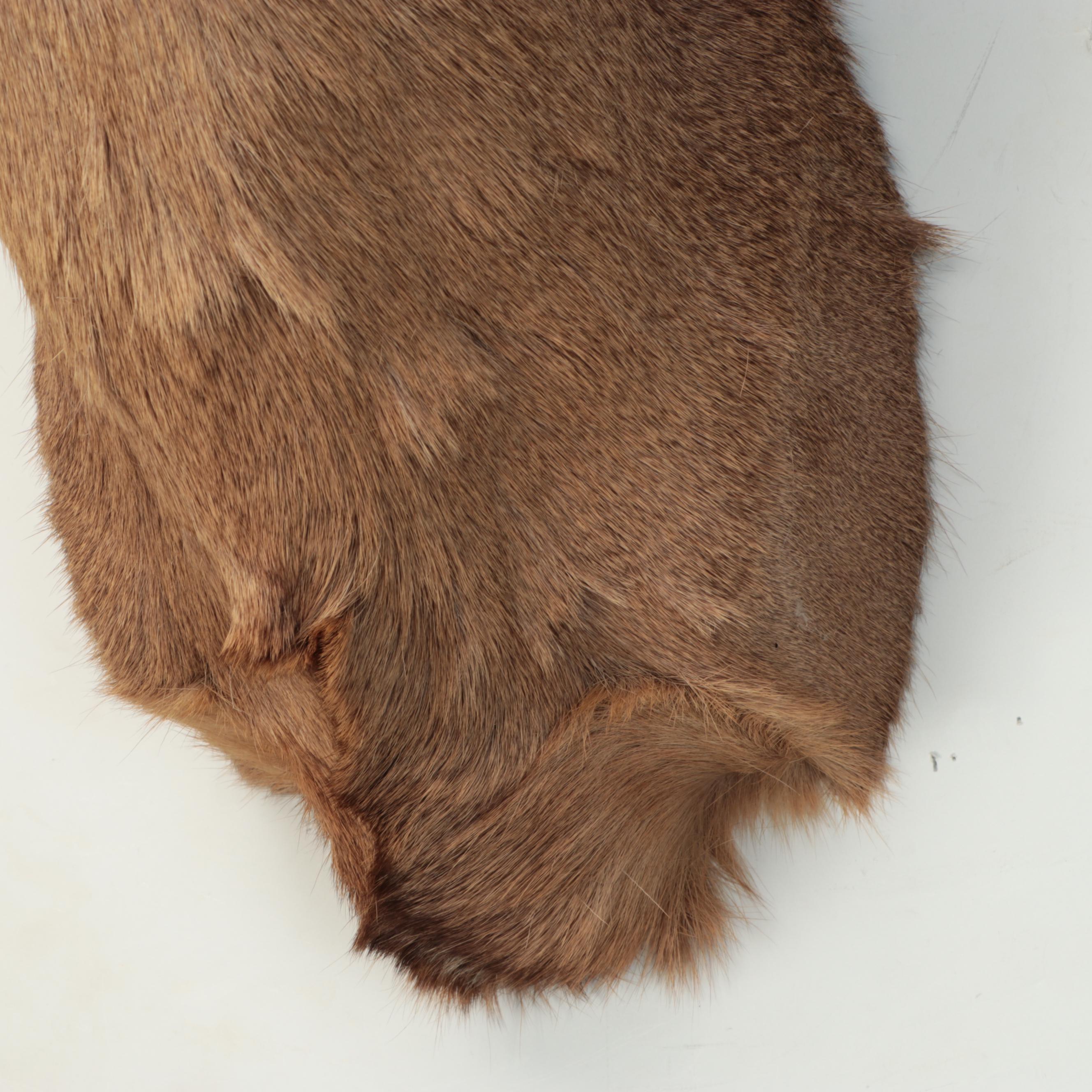 Taxidermy White-Tailed Deer Shoulder Mount