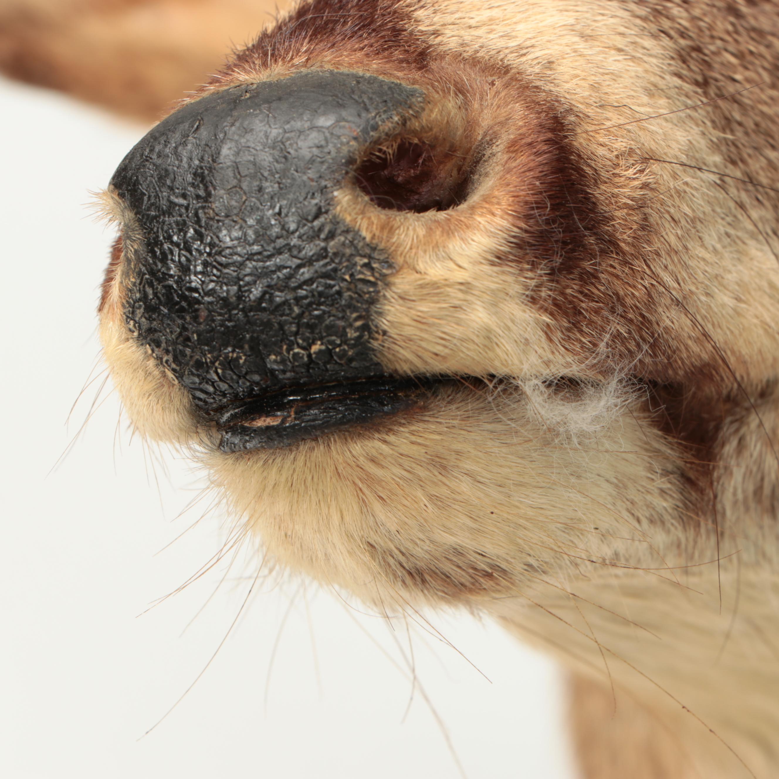 Taxidermy White-Tailed Deer Shoulder Mount