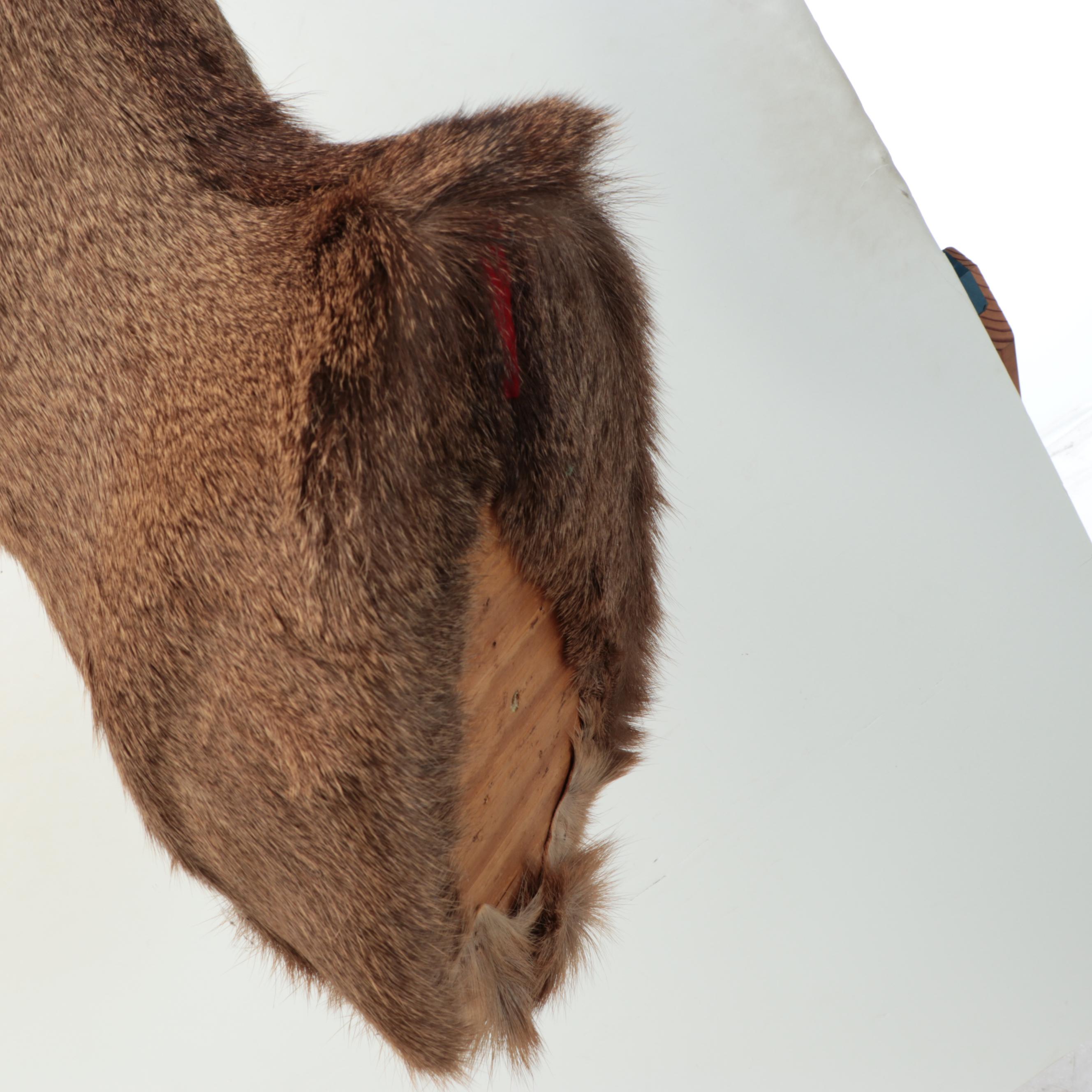 Taxidermy White-Tailed Deer Shoulder Mount