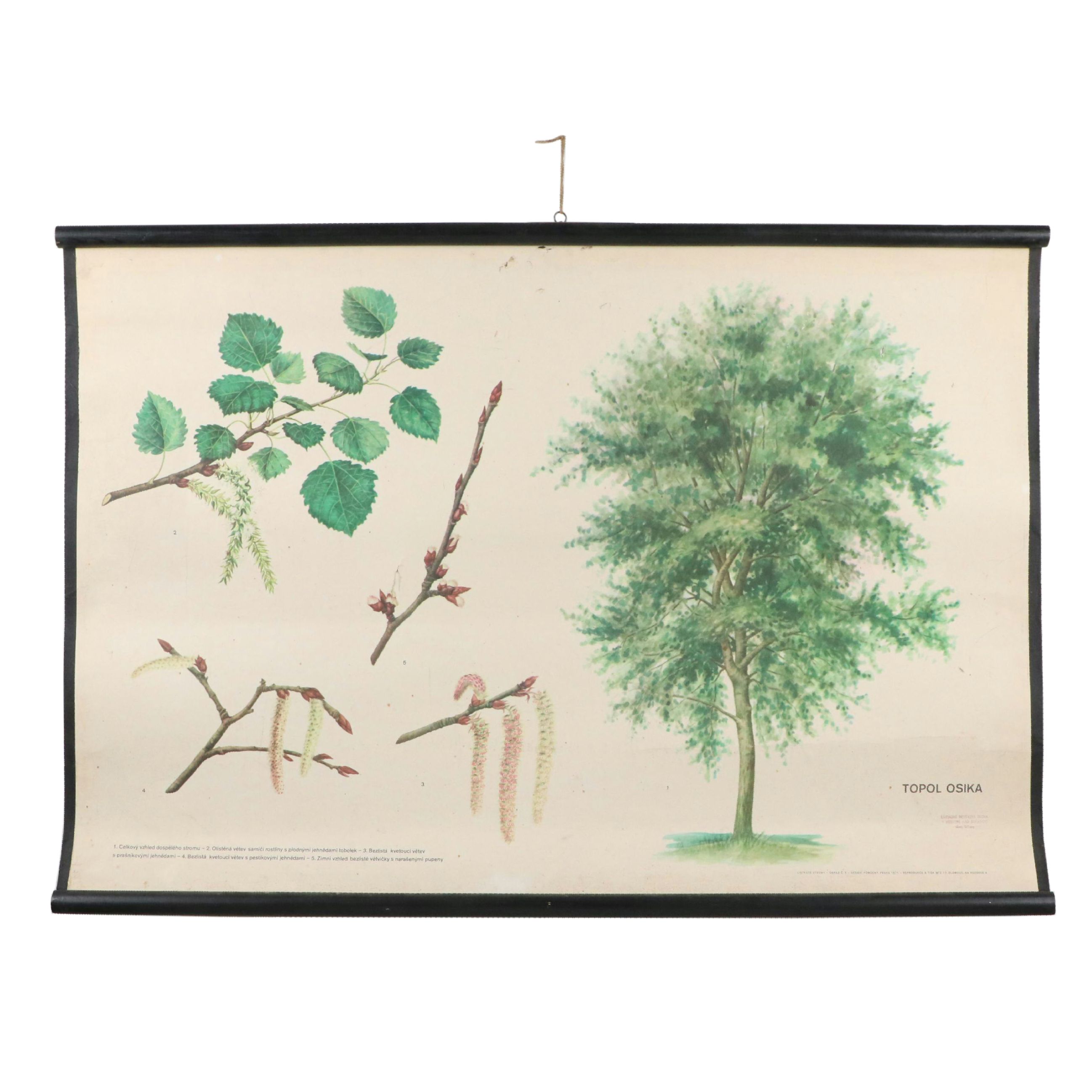 Czech Offset Lithograph Educational Poster "Topol osika," 1971