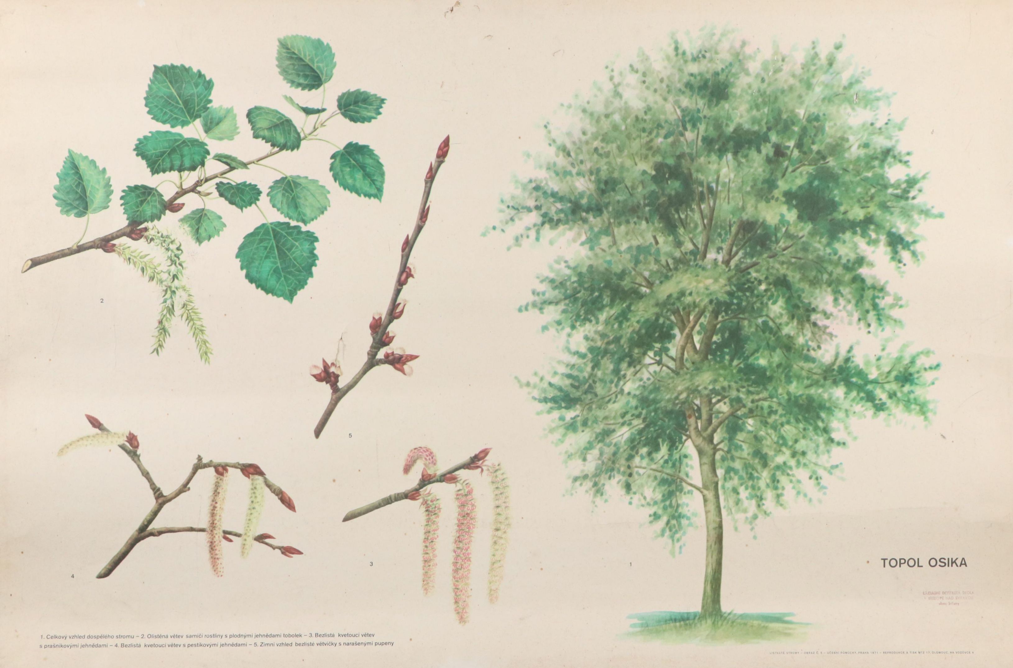 Czech Offset Lithograph Educational Poster "Topol osika," 1971