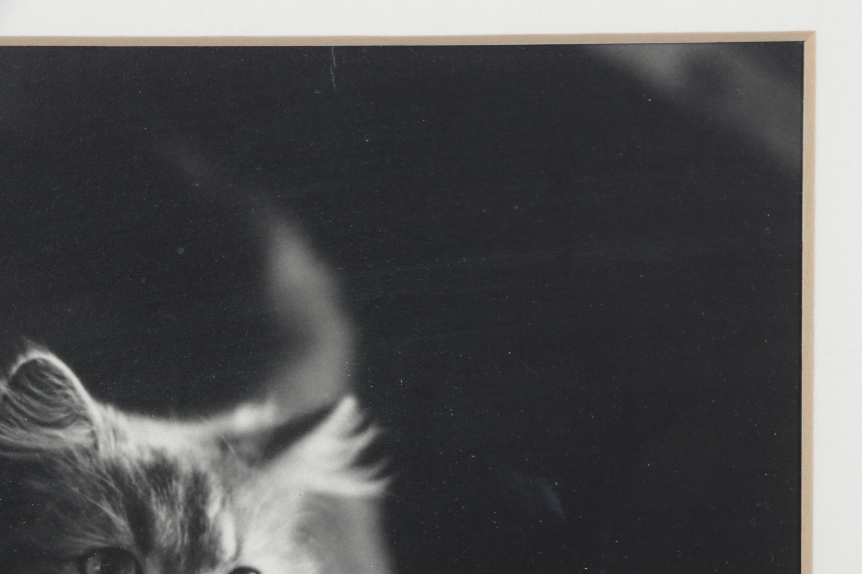 Black and White Digital Photograph Portrait of Curious Cat, Early 21st Century