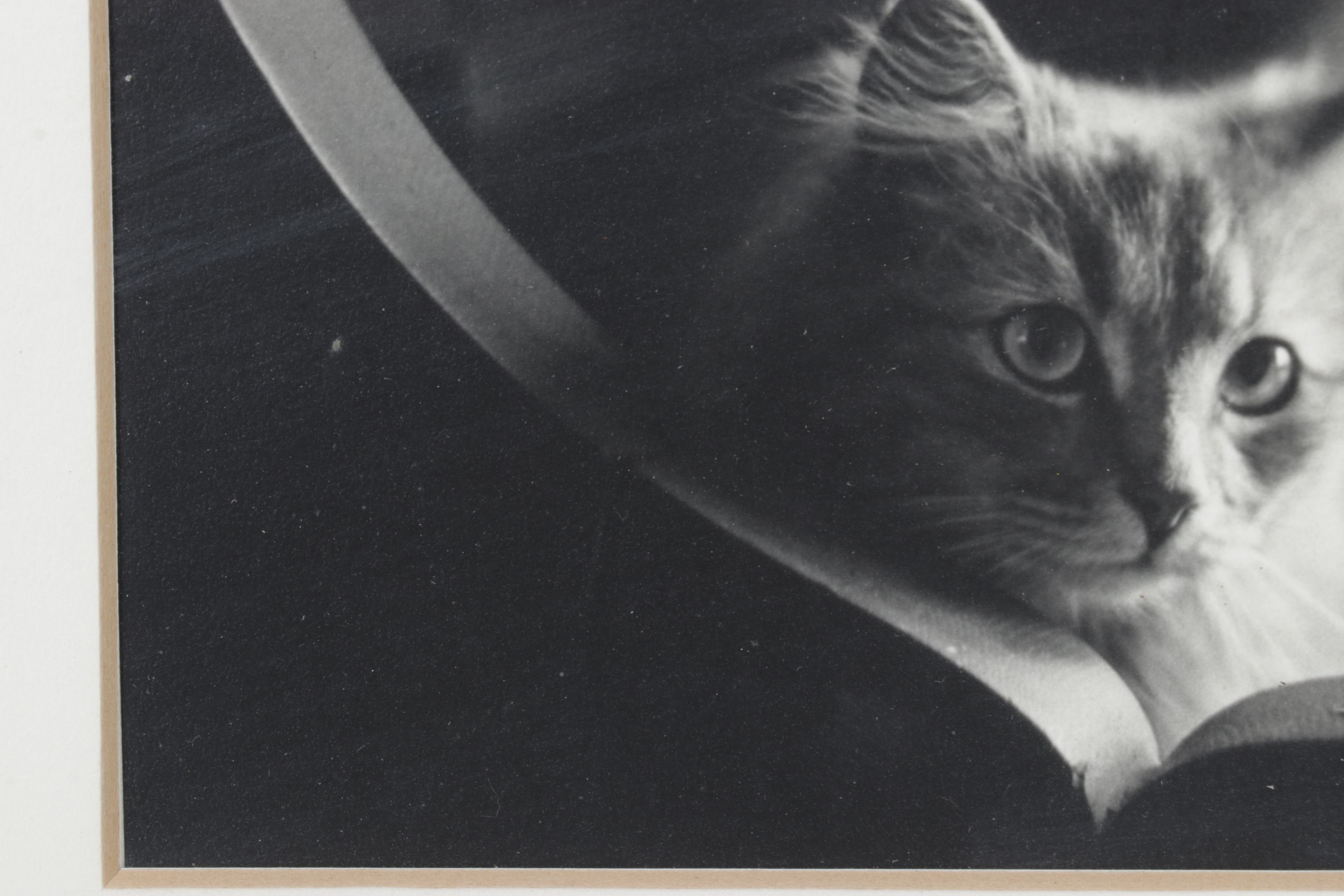 Black and White Digital Photograph Portrait of Curious Cat, Early 21st Century