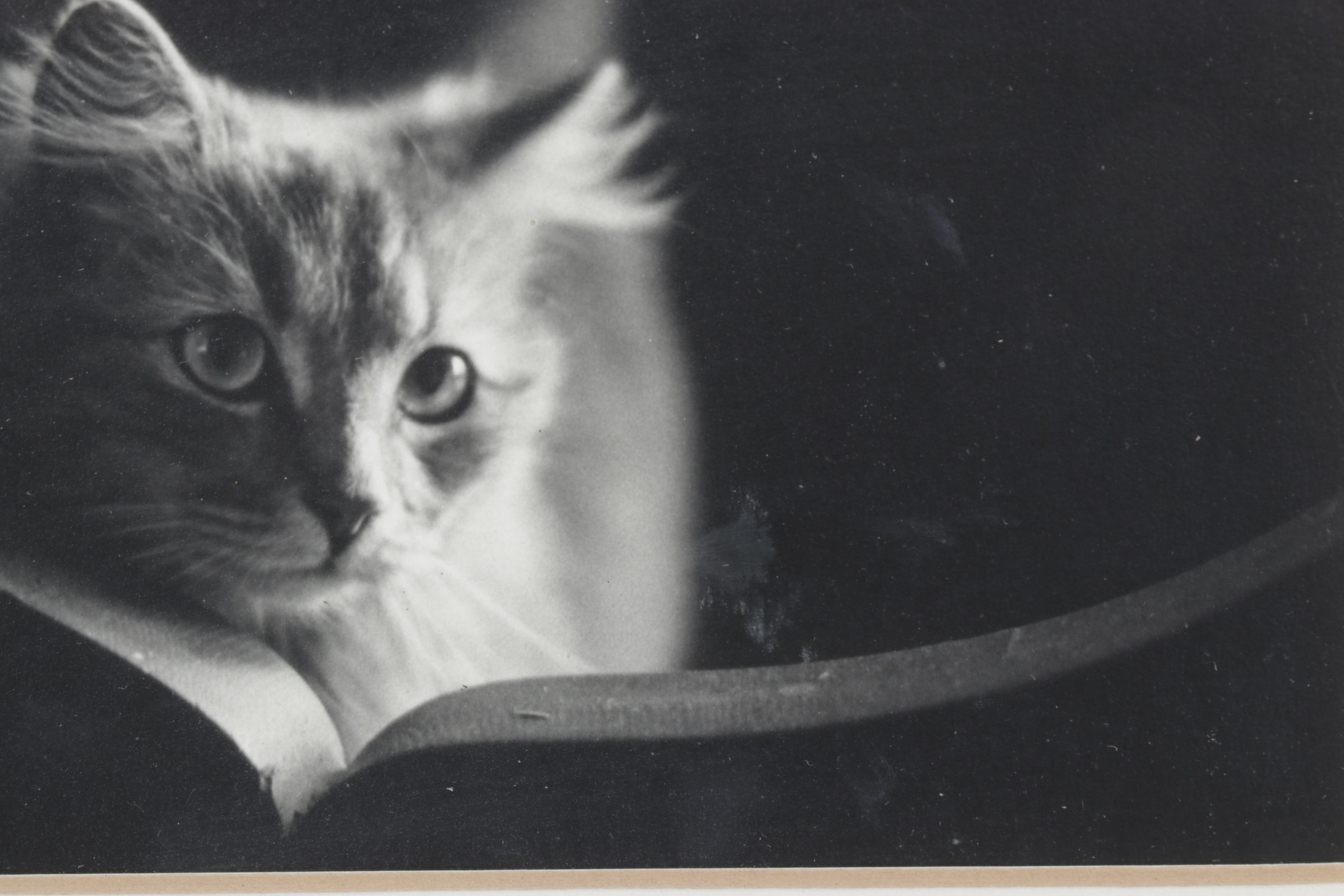 Black and White Digital Photograph Portrait of Curious Cat, Early 21st Century