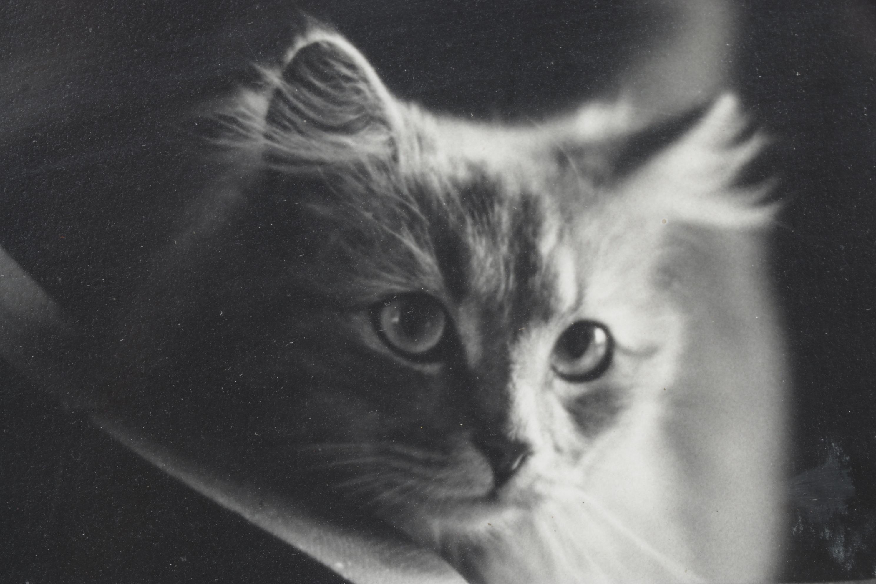 Black and White Digital Photograph Portrait of Curious Cat, Early 21st Century