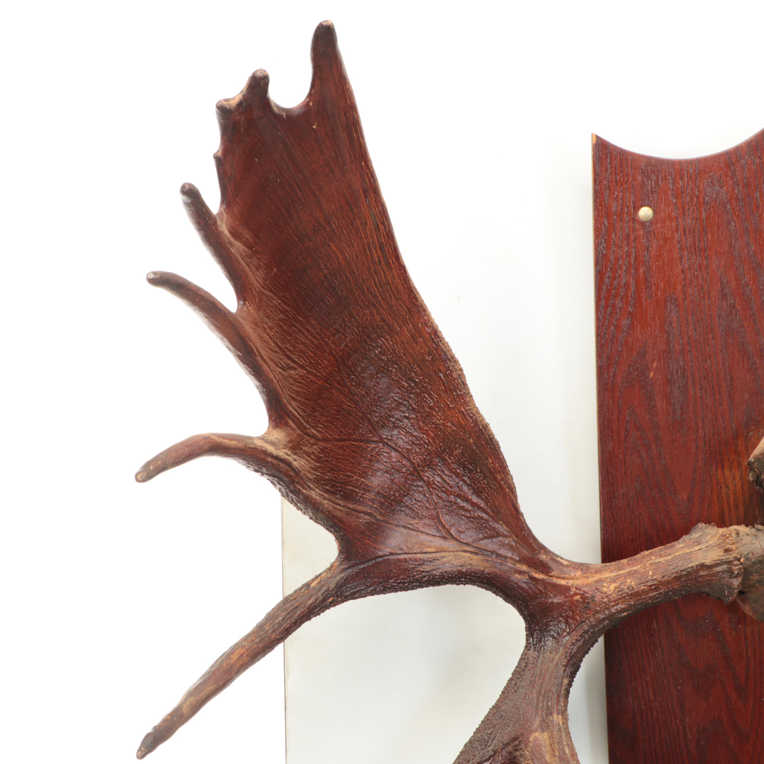 Taxidermy European Mount Moose Antlers