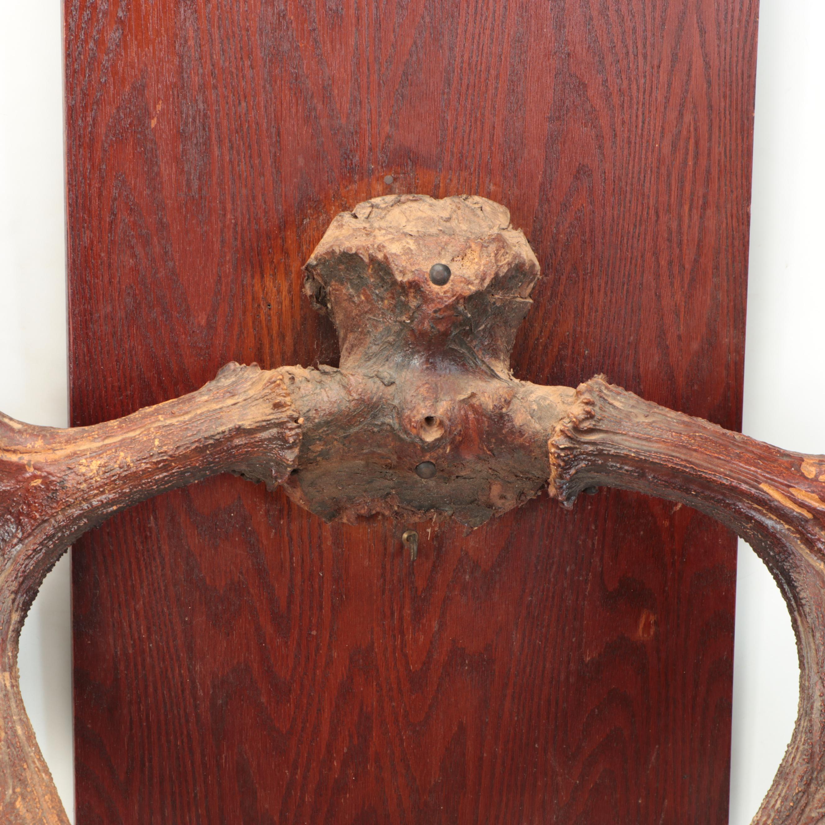 Taxidermy European Mount Moose Antlers