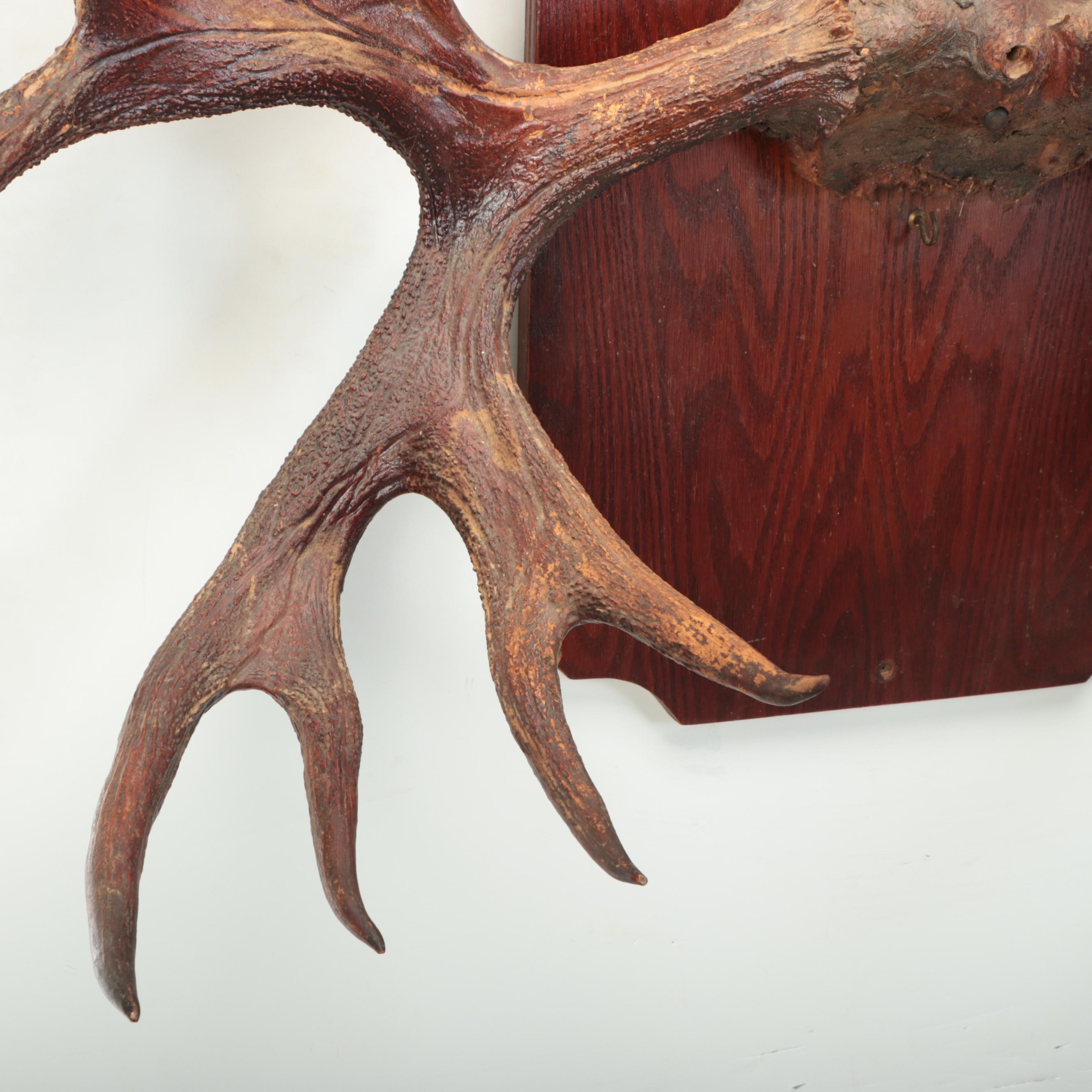 Taxidermy European Mount Moose Antlers