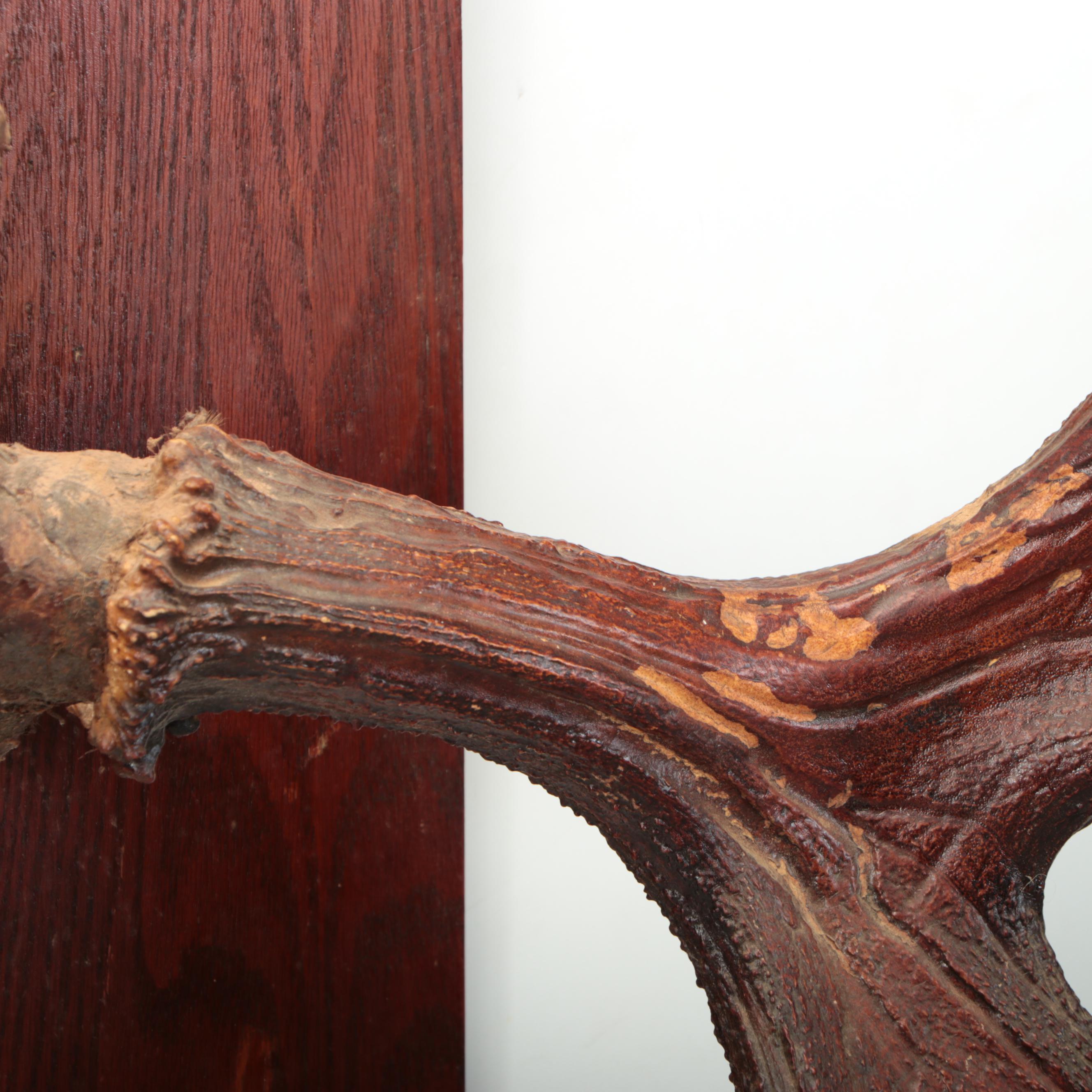 Taxidermy European Mount Moose Antlers