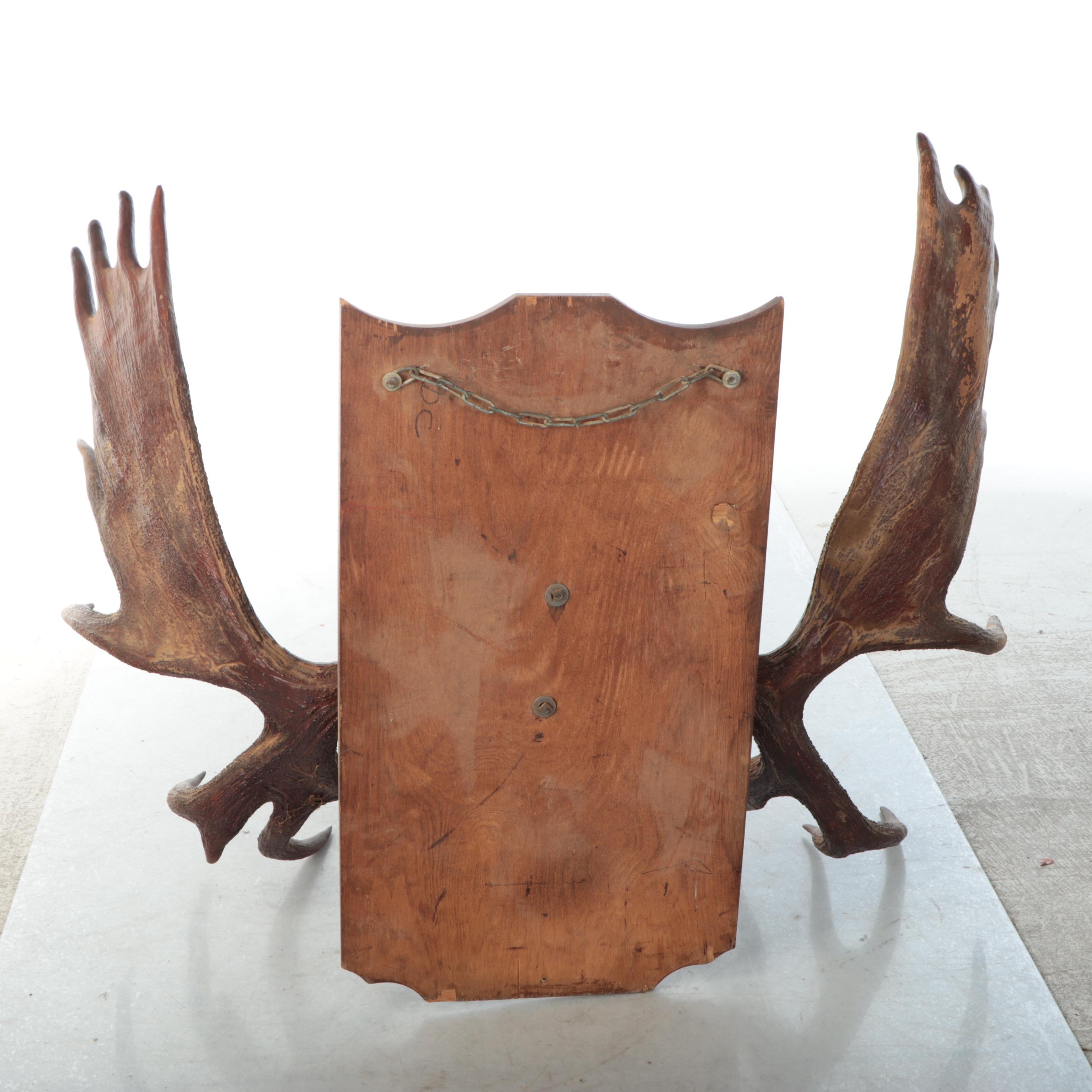 Taxidermy European Mount Moose Antlers