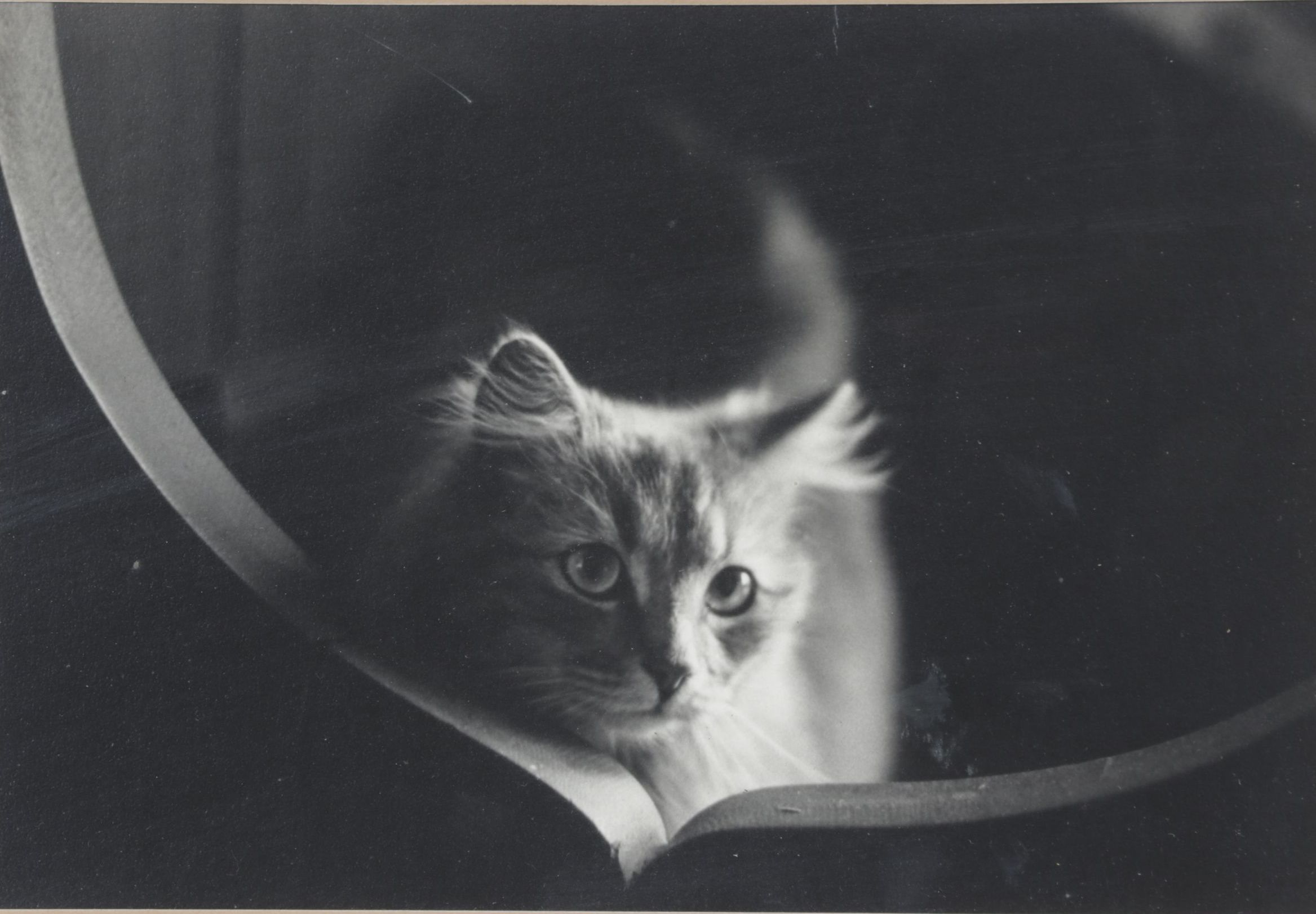 Black and White Digital Photograph Portrait of Curious Cat, Early 21st Century