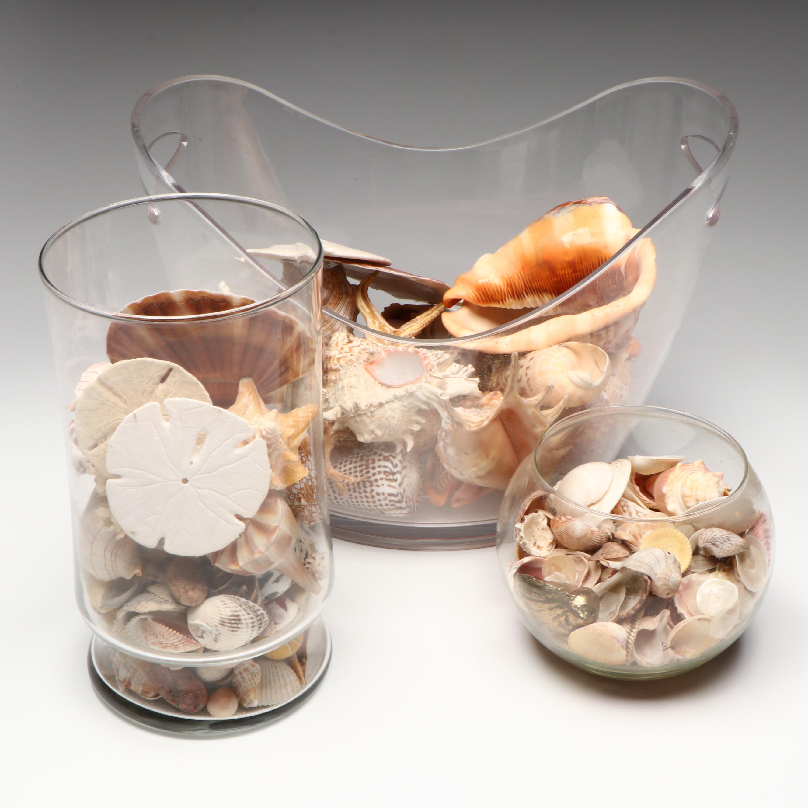 Florida Crown Conch, Red Helmet Conch, Sand Dollars, and More Seashells