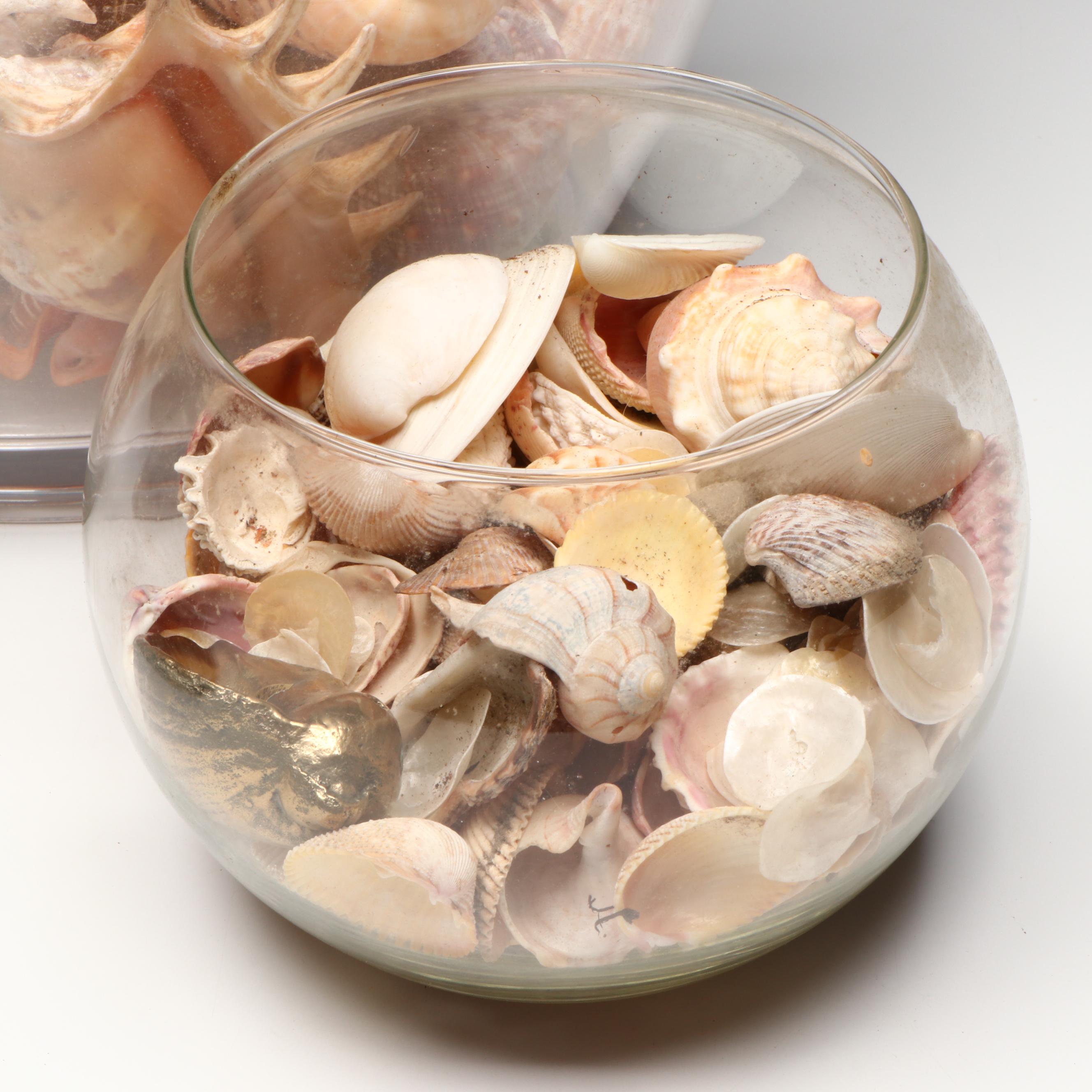 Florida Crown Conch, Red Helmet Conch, Sand Dollars, and More Seashells