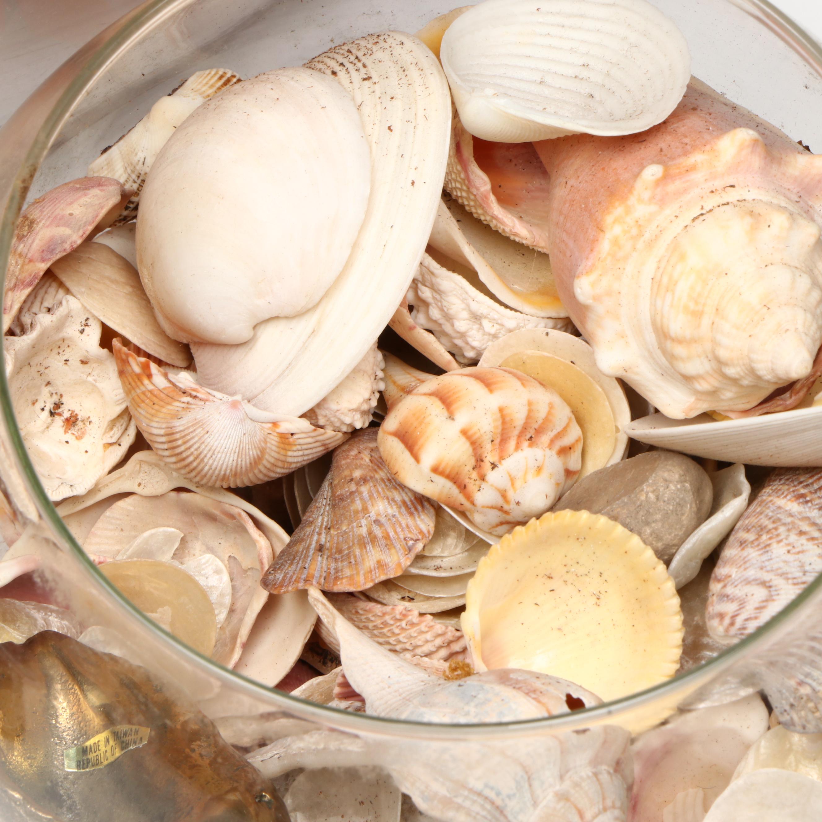 Florida Crown Conch, Red Helmet Conch, Sand Dollars, and More Seashells