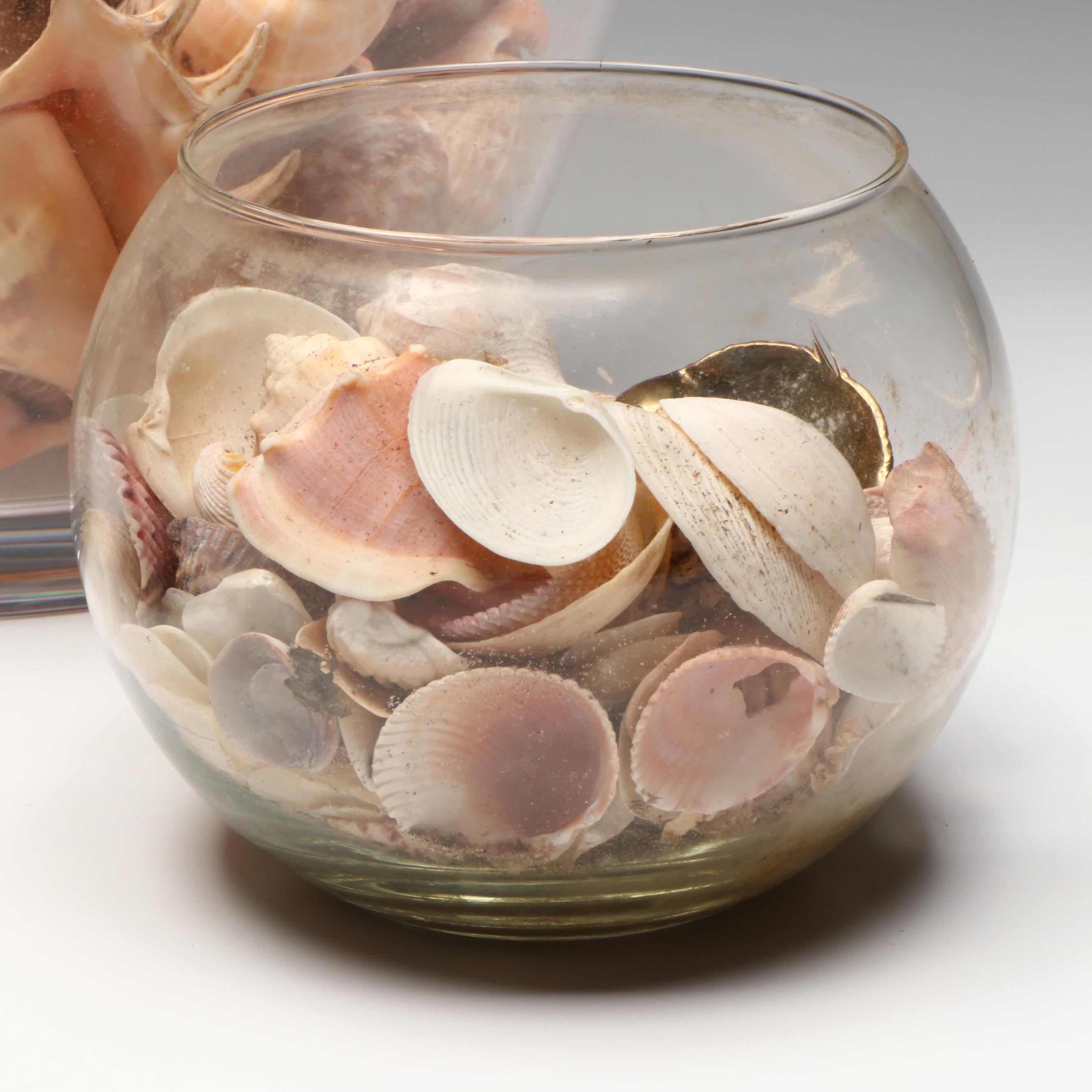 Florida Crown Conch, Red Helmet Conch, Sand Dollars, and More Seashells