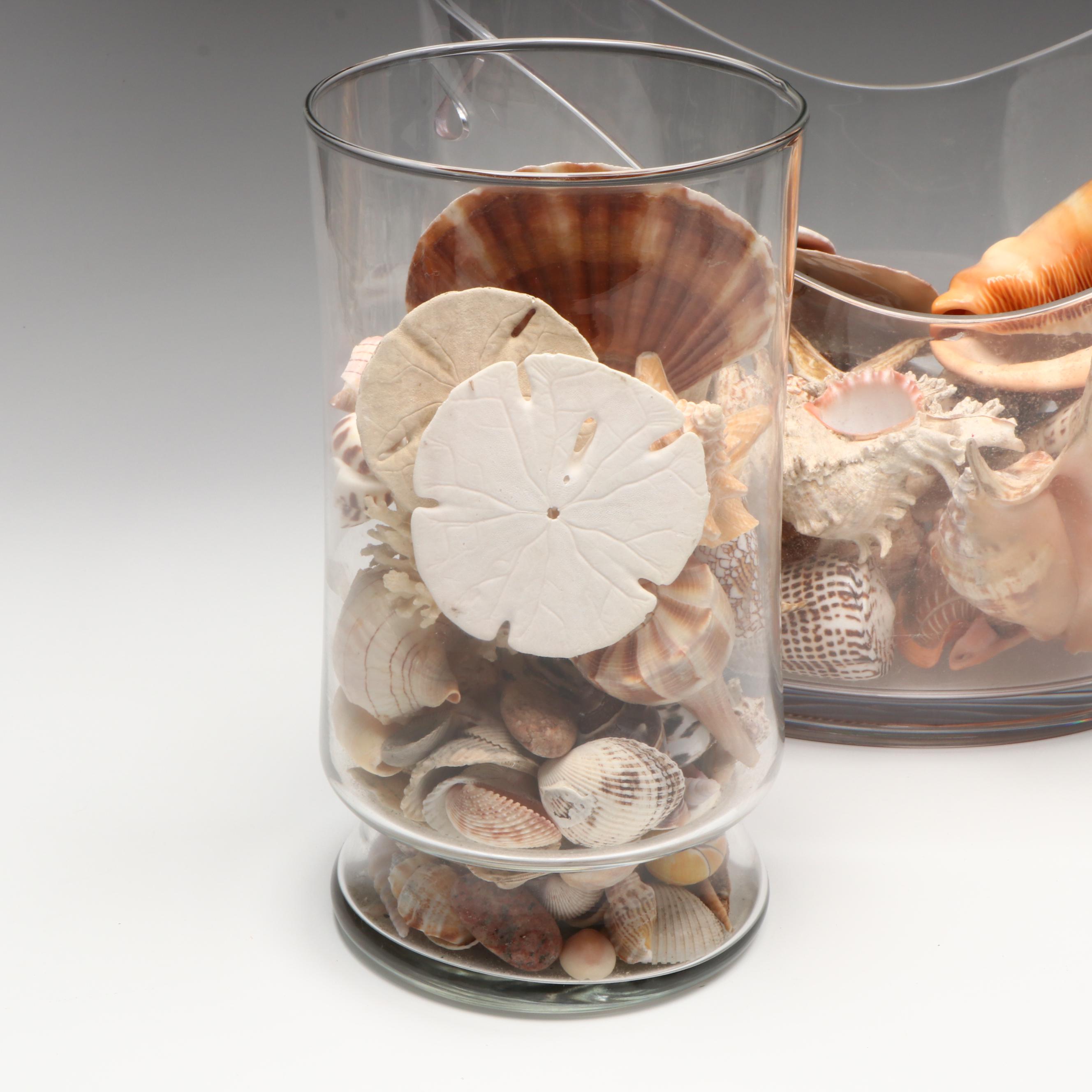 Florida Crown Conch, Red Helmet Conch, Sand Dollars, and More Seashells