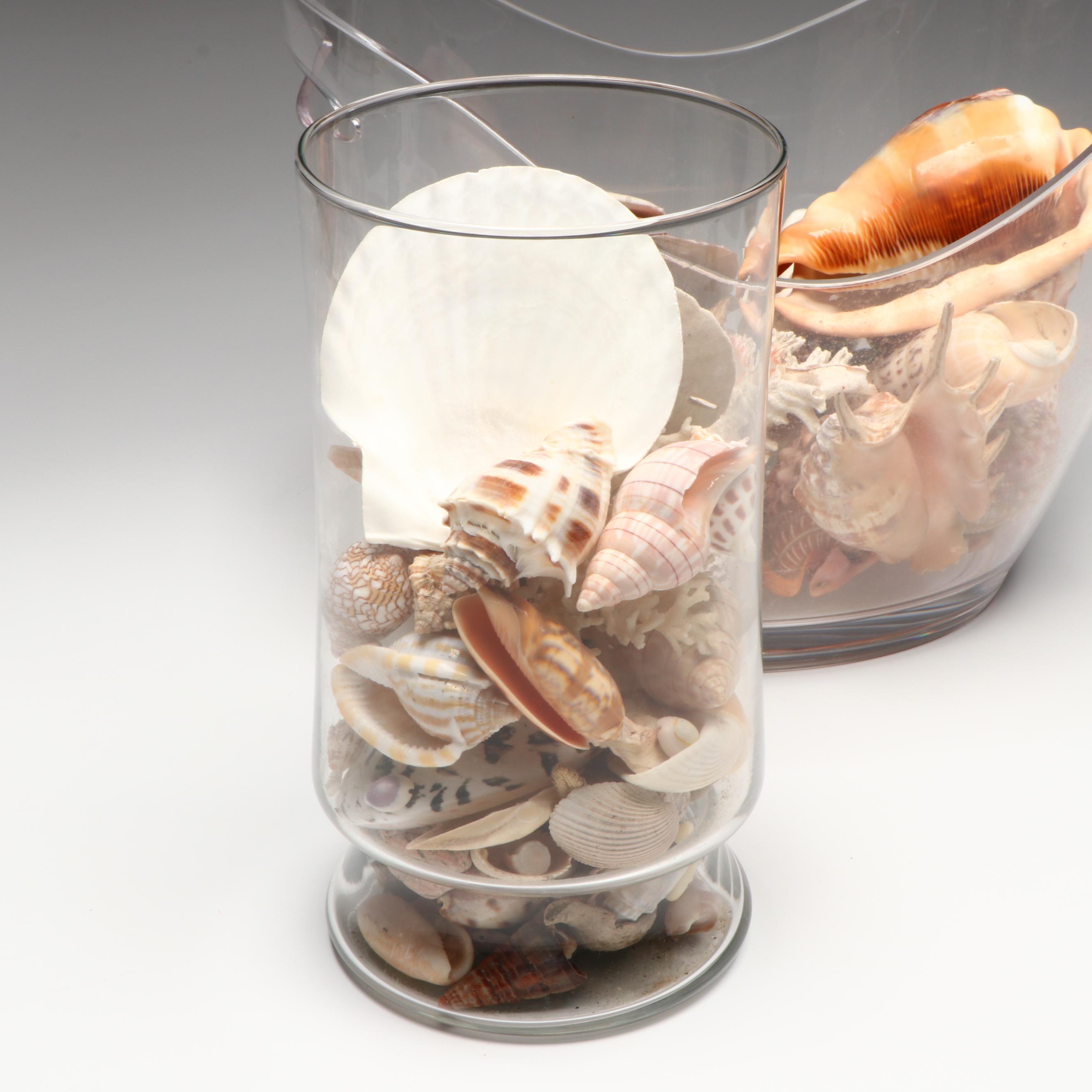 Florida Crown Conch, Red Helmet Conch, Sand Dollars, and More Seashells