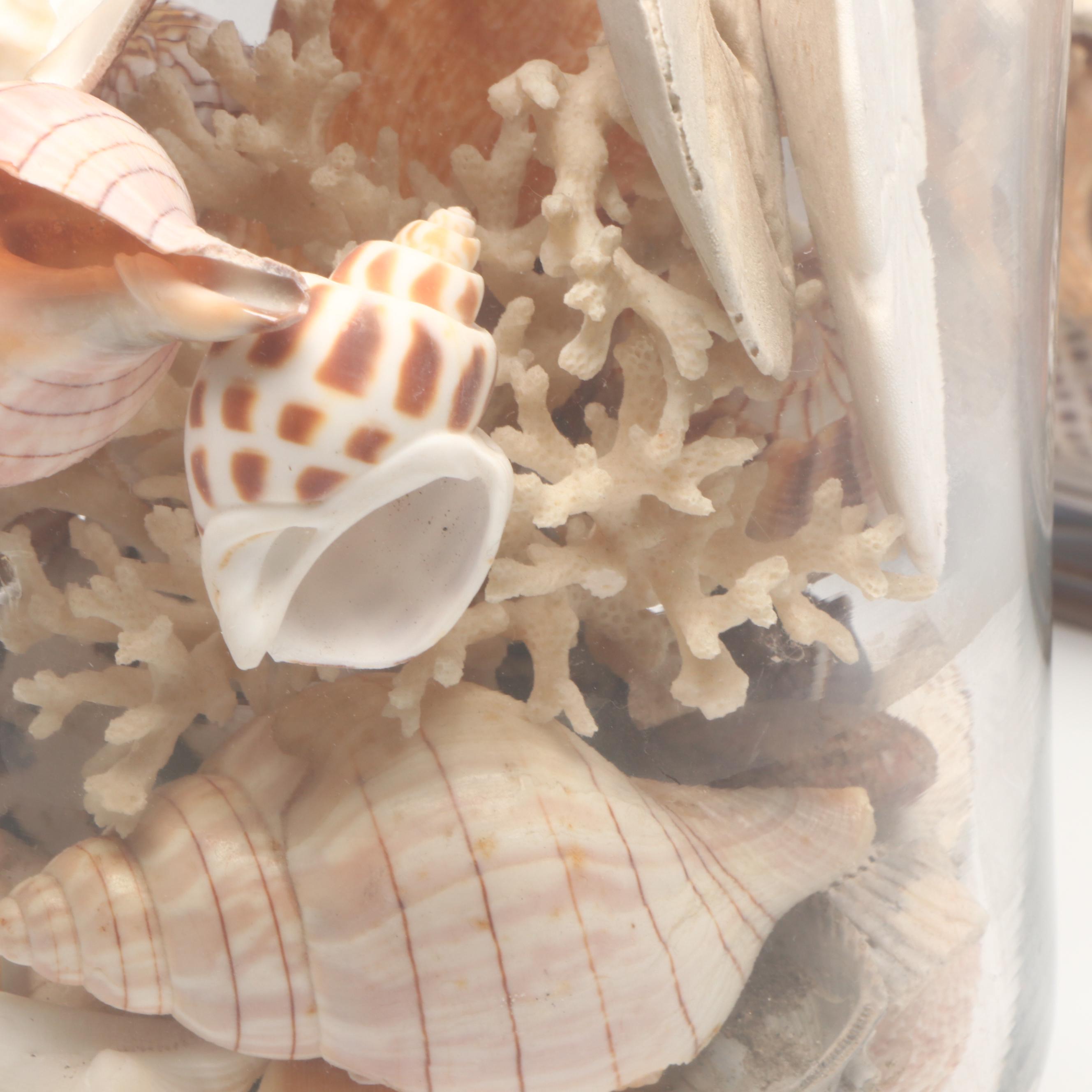 Florida Crown Conch, Red Helmet Conch, Sand Dollars, and More Seashells