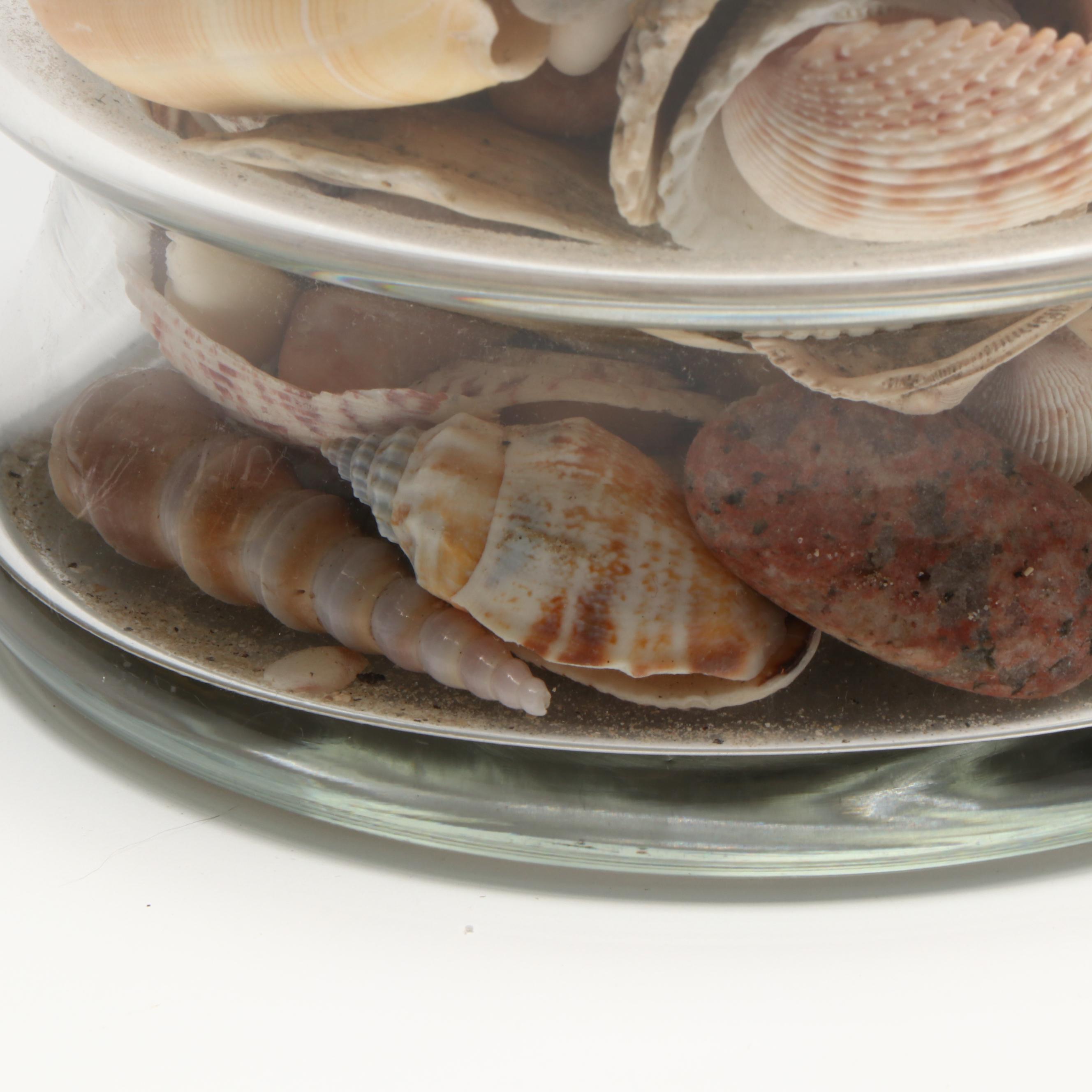 Florida Crown Conch, Red Helmet Conch, Sand Dollars, and More Seashells