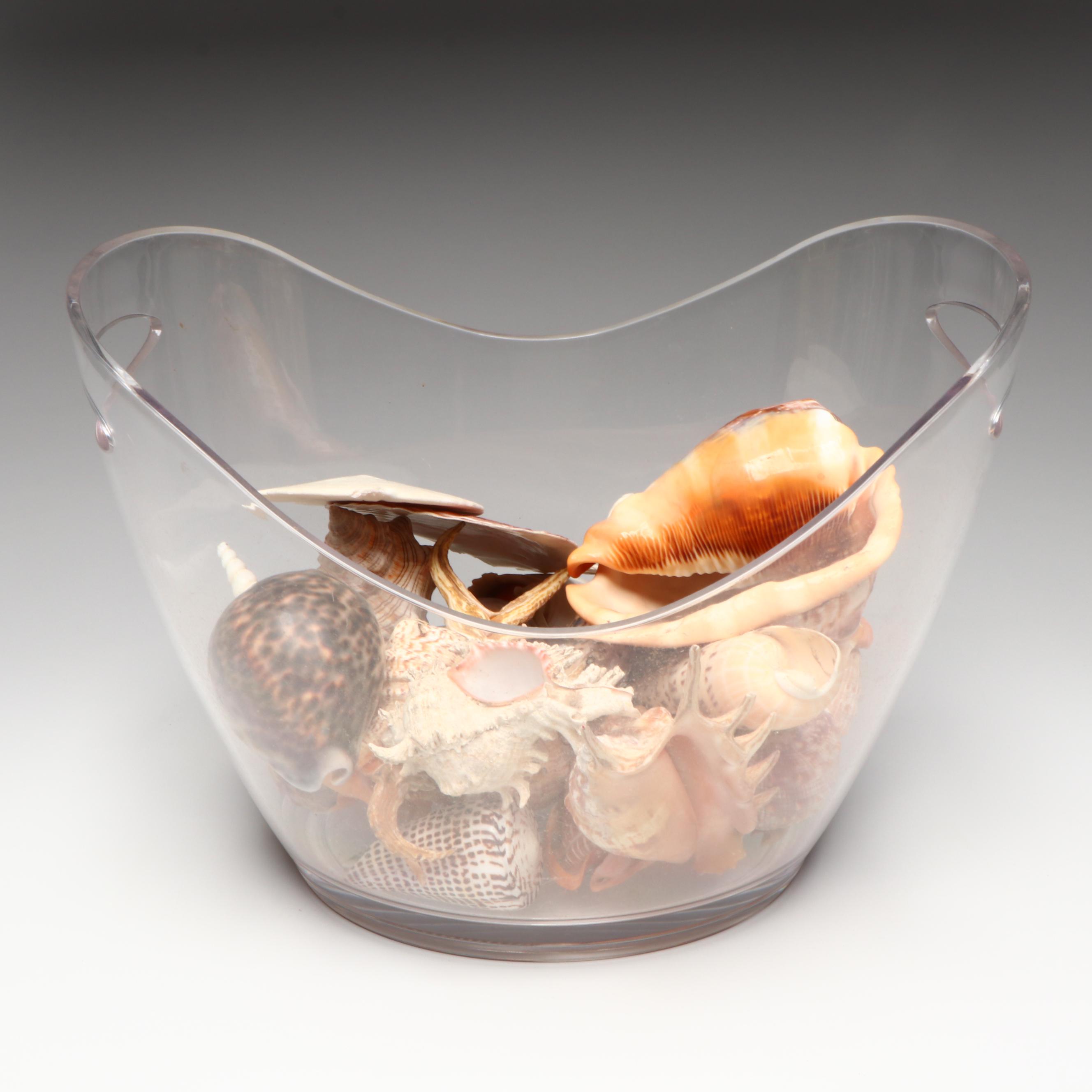 Florida Crown Conch, Red Helmet Conch, Sand Dollars, and More Seashells