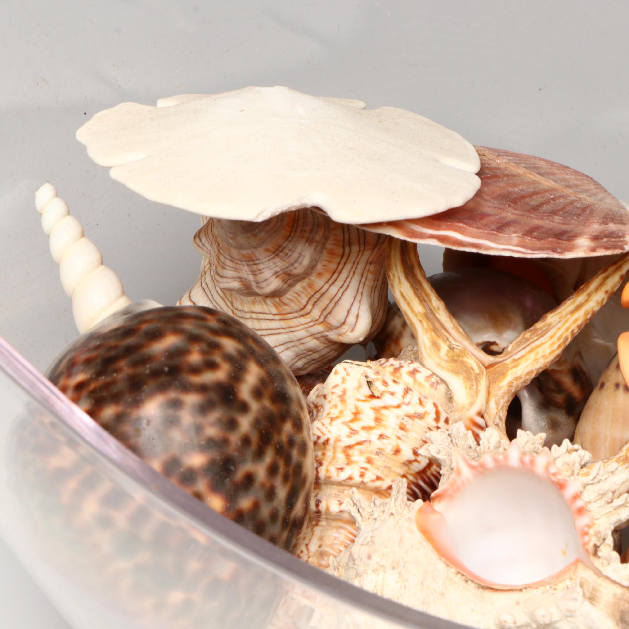 Florida Crown Conch, Red Helmet Conch, Sand Dollars, and More Seashells