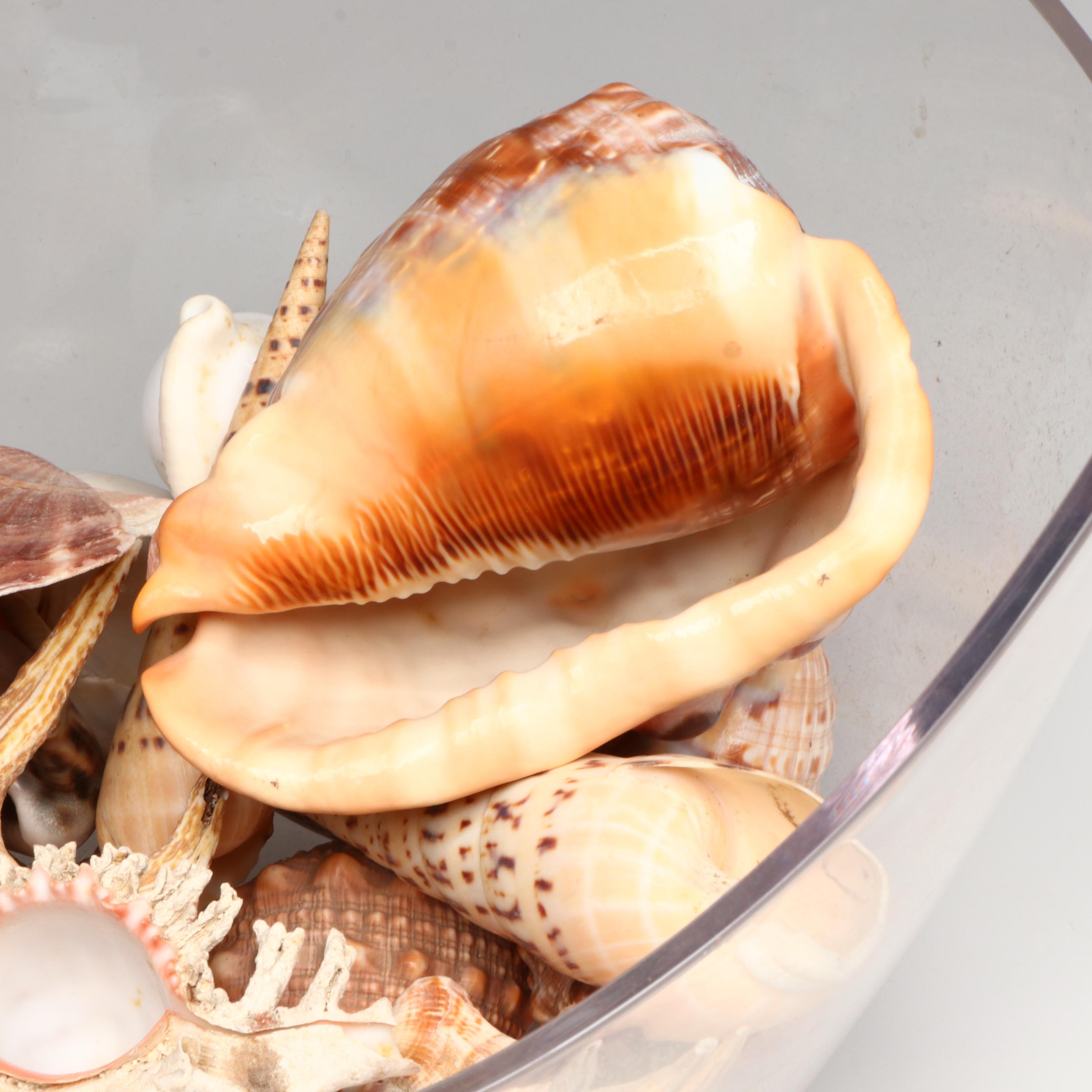Florida Crown Conch, Red Helmet Conch, Sand Dollars, and More Seashells